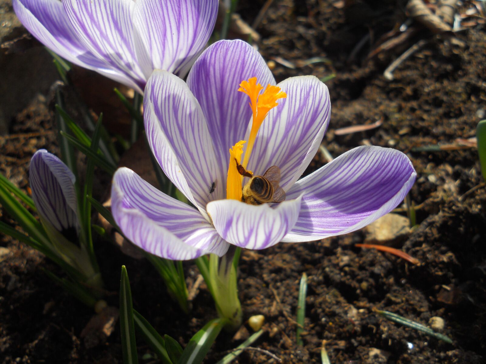 Nikon Coolpix S3000 sample photo. Crocus, spring, flower photography
