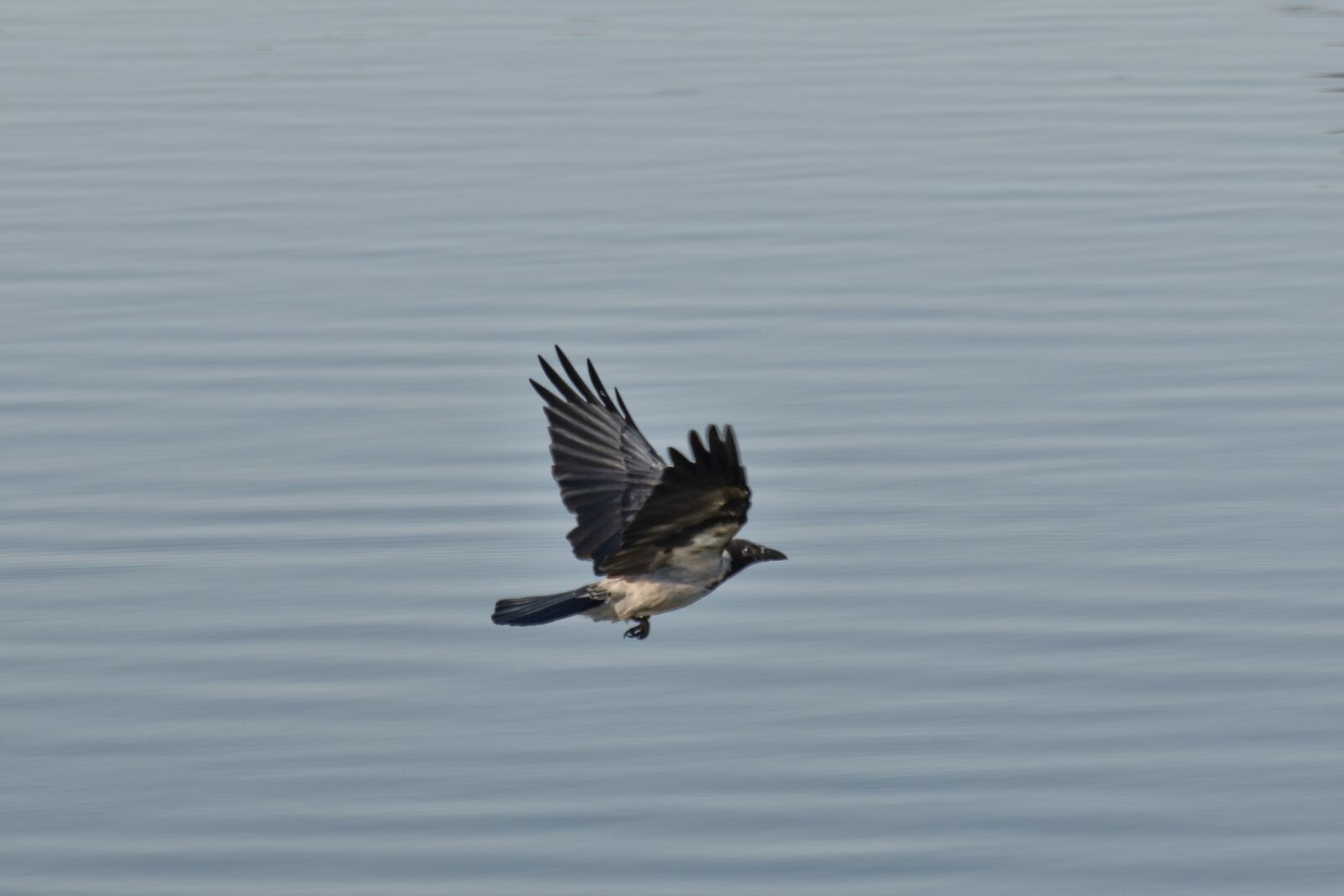 Nikon D5500 sample photo. Crow, flying, flyover, water photography