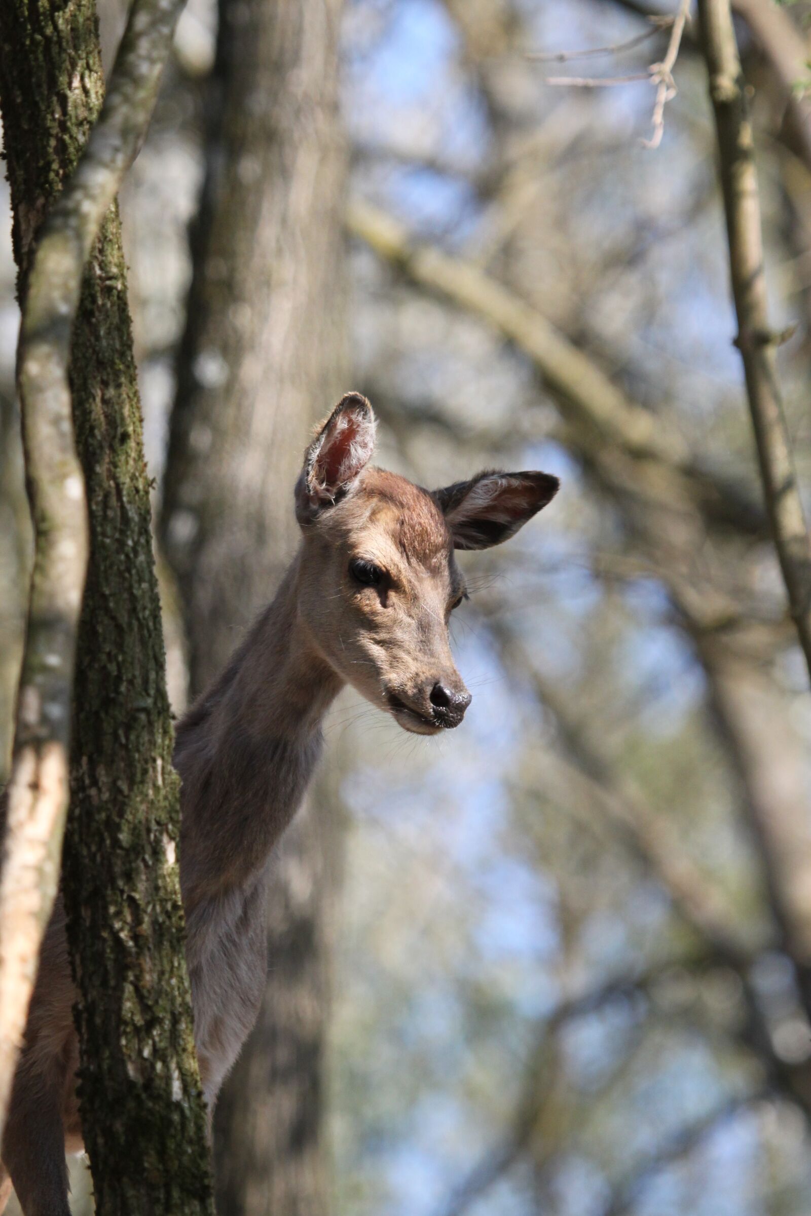 Canon EOS 500D (EOS Rebel T1i / EOS Kiss X3) sample photo. Roe deer, wild, forest photography