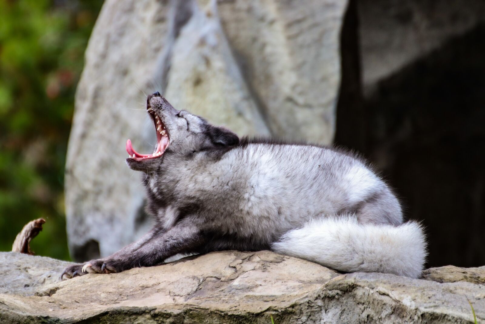 Canon EOS 800D (EOS Rebel T7i / EOS Kiss X9i) sample photo. Arctic fox, fur, animal photography