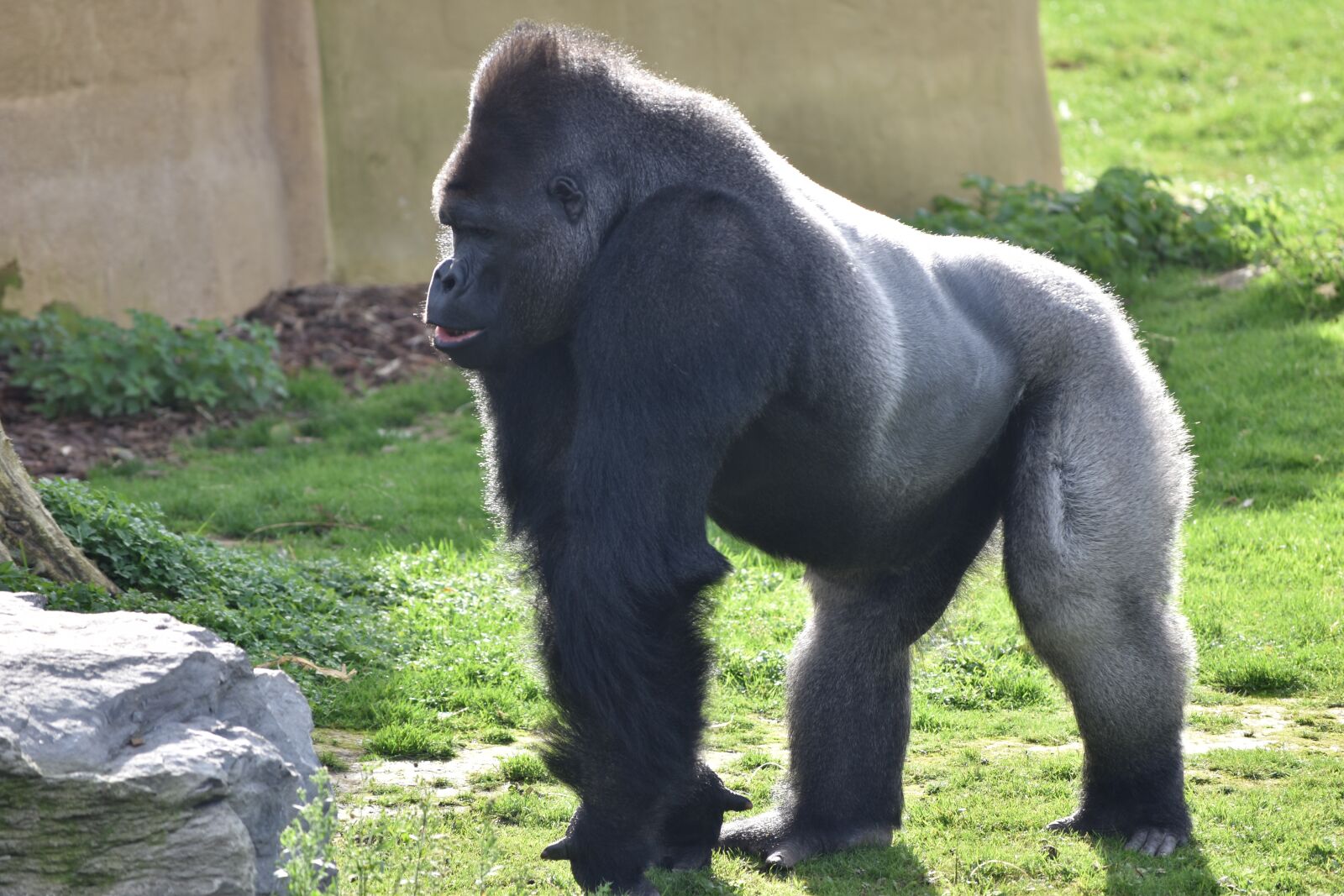 Nikon D5500 sample photo. Gorilla, monkey, primate photography