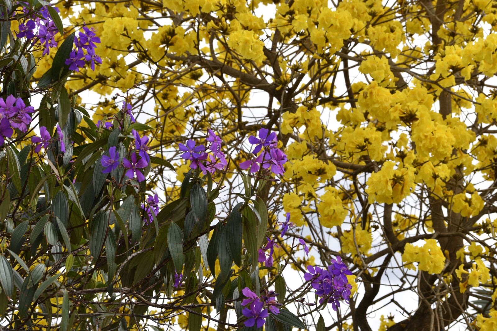 Nikon D3300 sample photo. Spring, yellow, purple photography