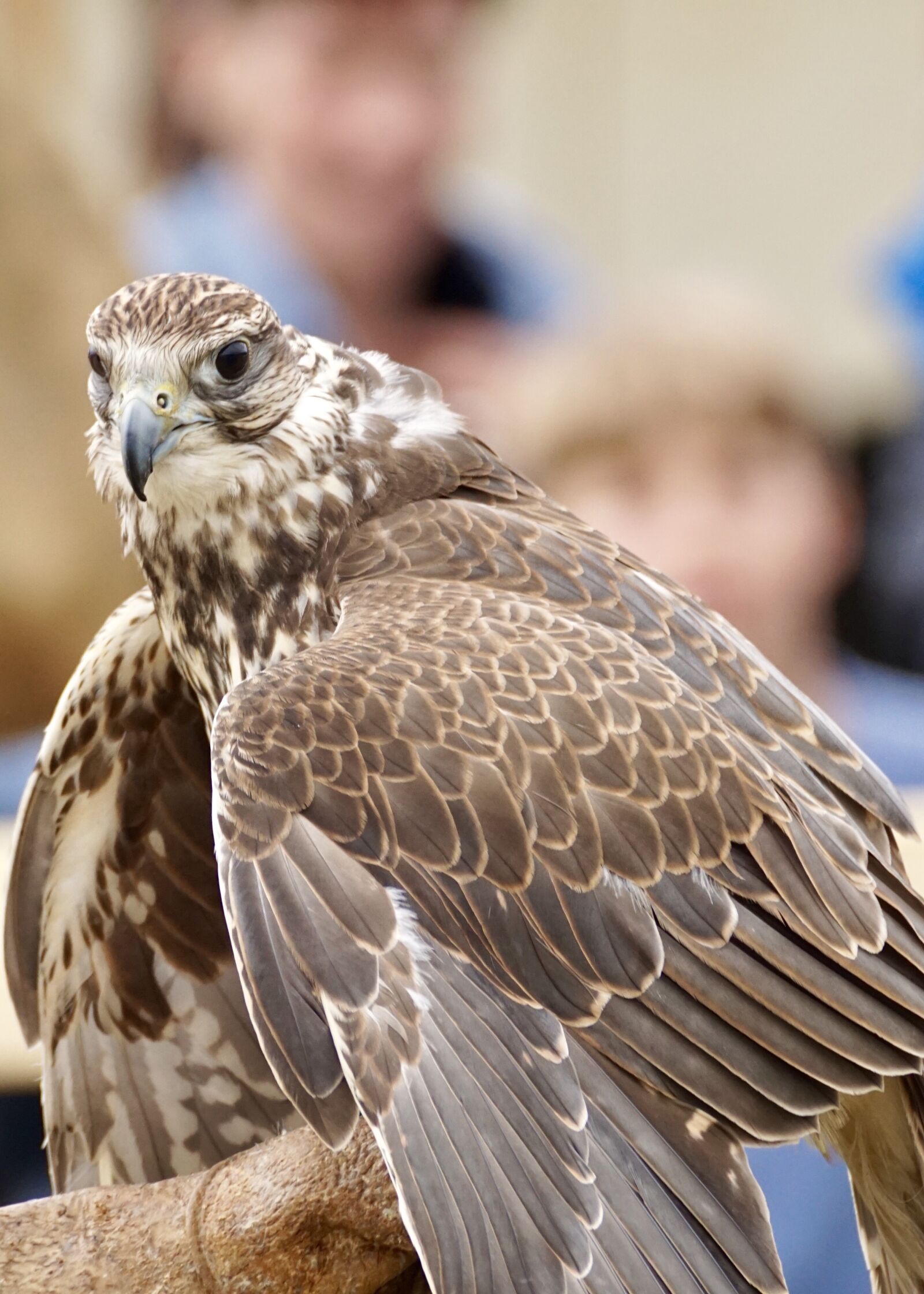 Sony DT 55-300mm F4.5-5.6 SAM sample photo. Saker falcon, falcon, falconry photography