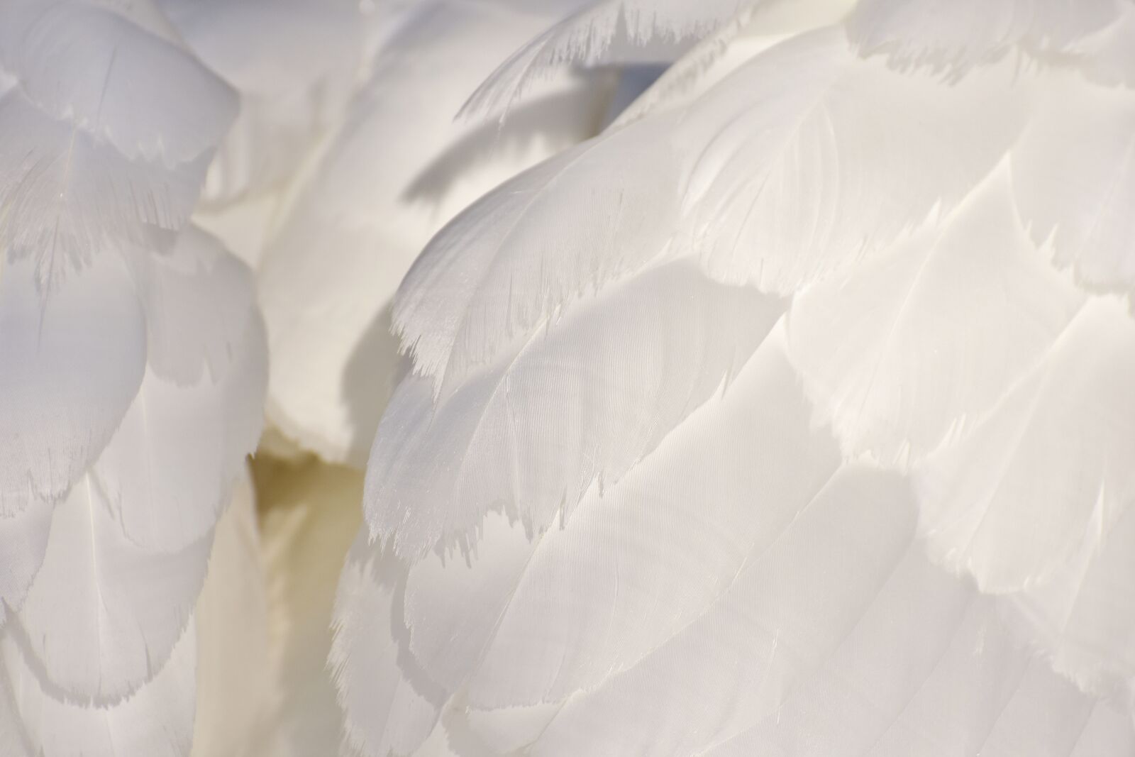 Nikon D7200 sample photo. Swan, feather, plumage photography
