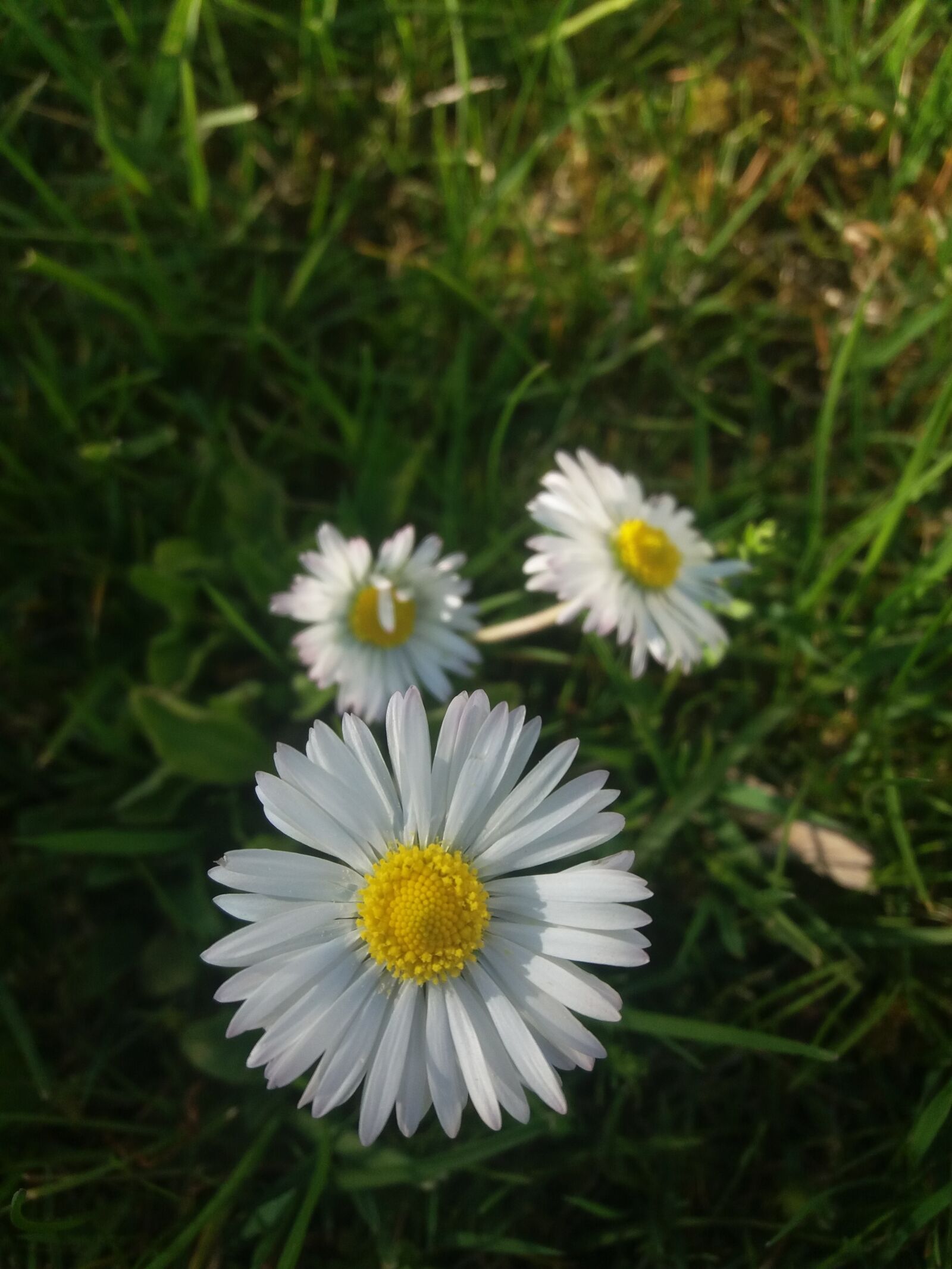 Samsung Galaxy J5(2016) sample photo. Nature, flora, flower photography