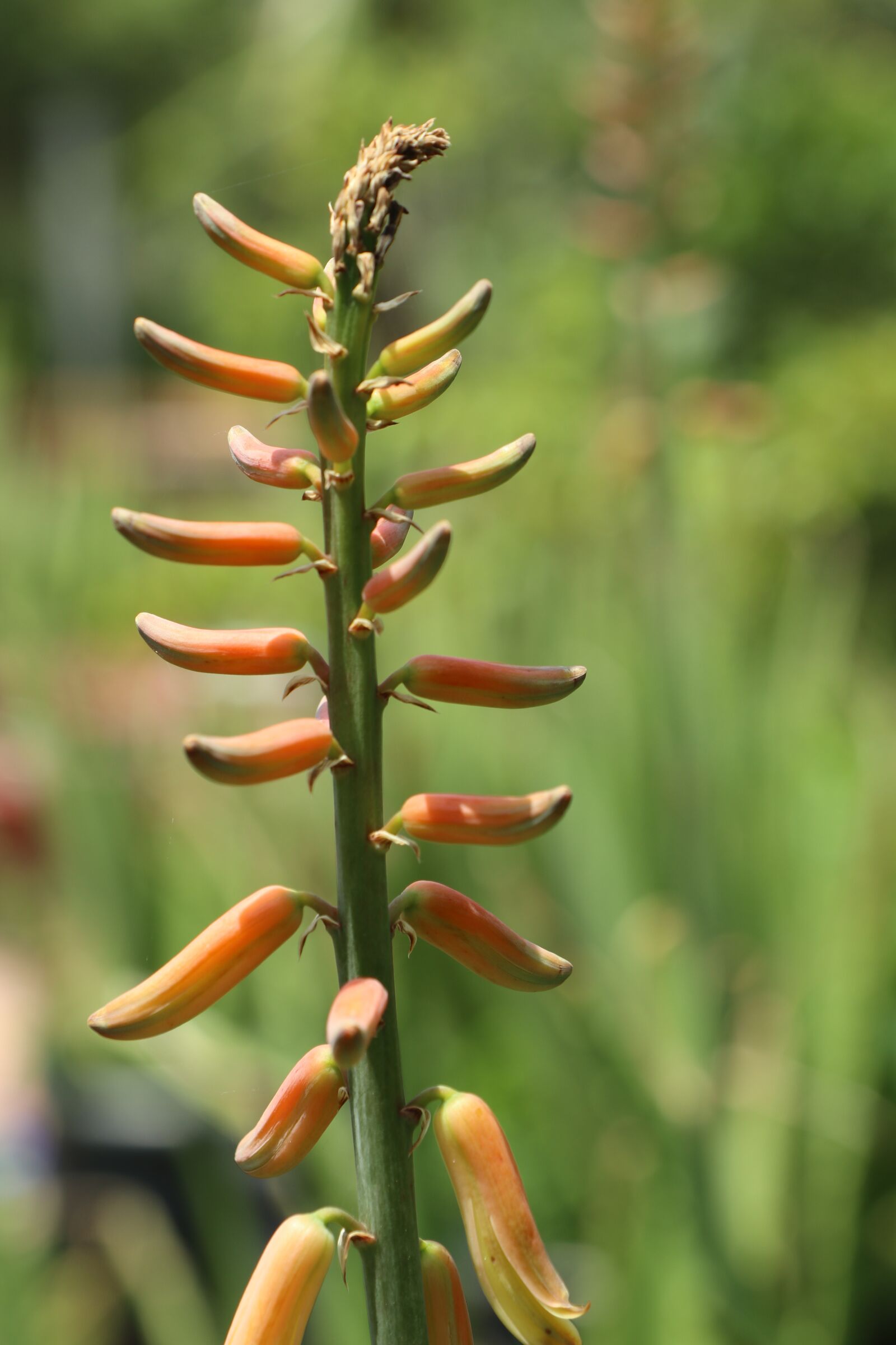 Canon EOS M6 sample photo. Alo vera flower, orange photography
