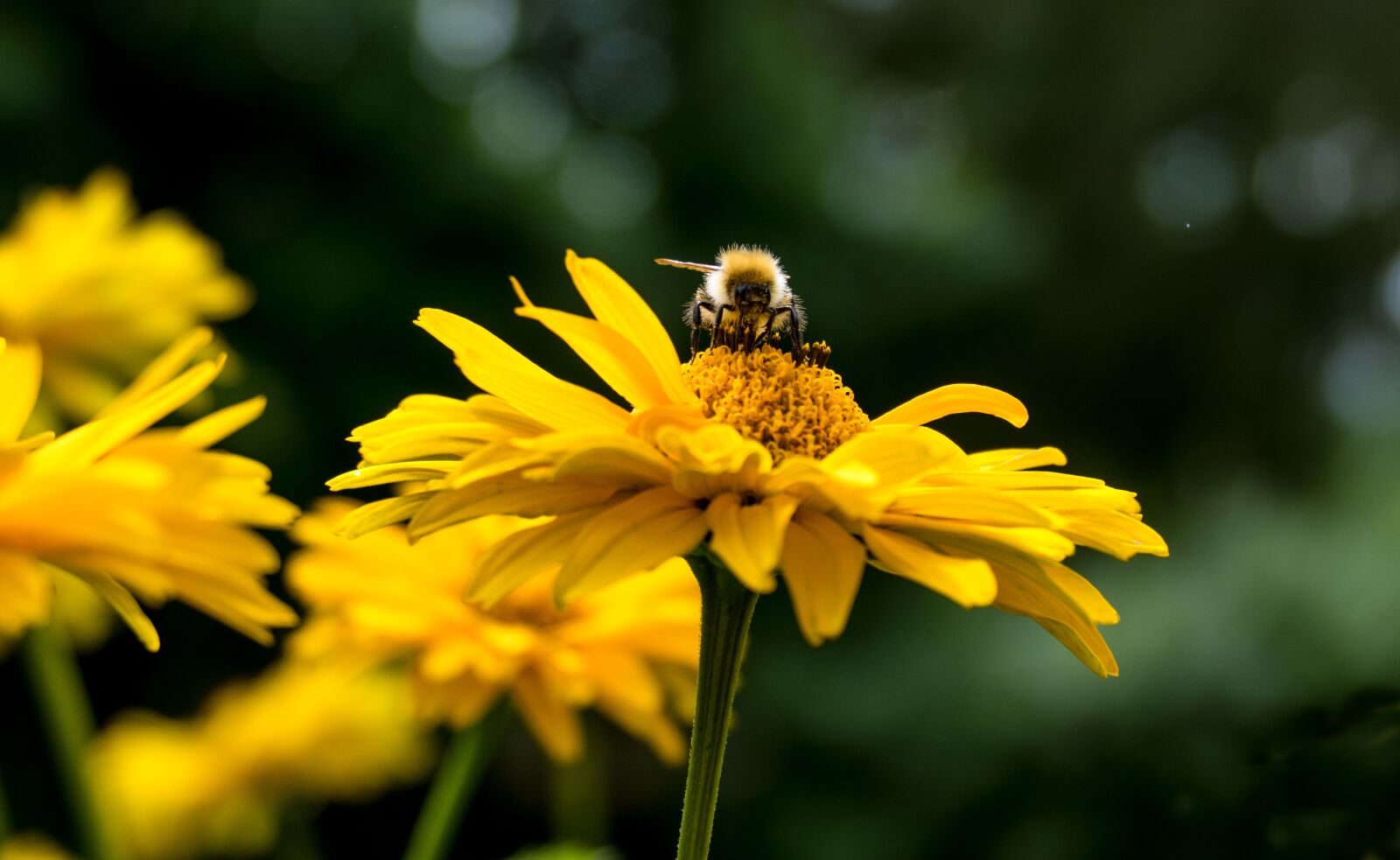 Panasonic Lumix DMC-FZ1000 sample photo. Yellow woman eye, flower photography