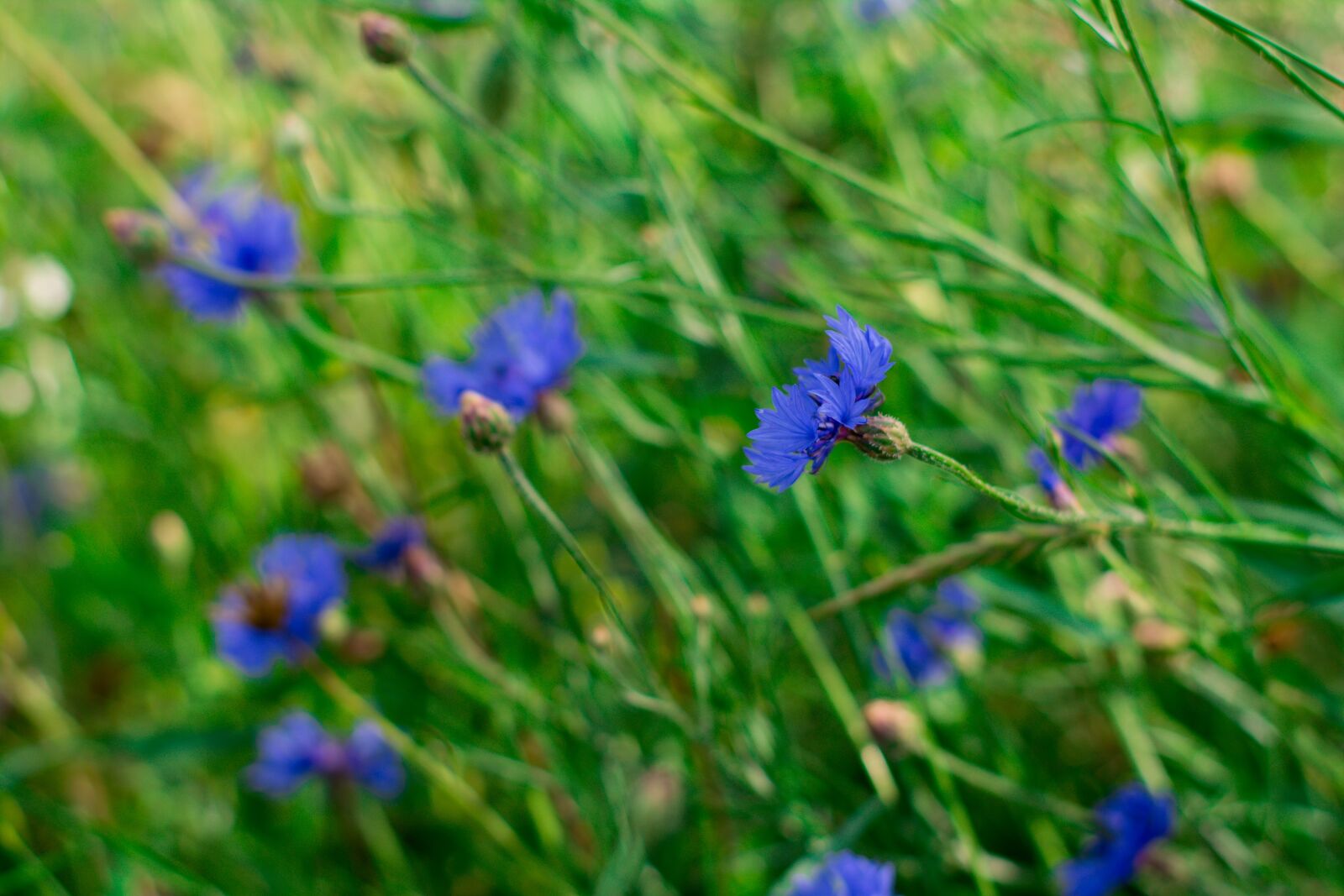 Nikon D5200 sample photo. Cornflowers, meadow, green photography