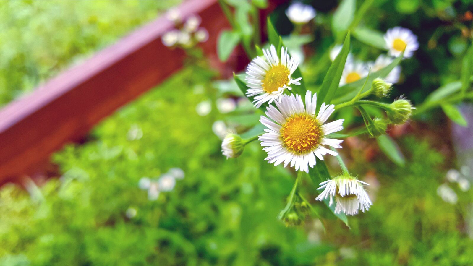 Samsung Galaxy Note5 sample photo. Summer, flowers, the dog photography