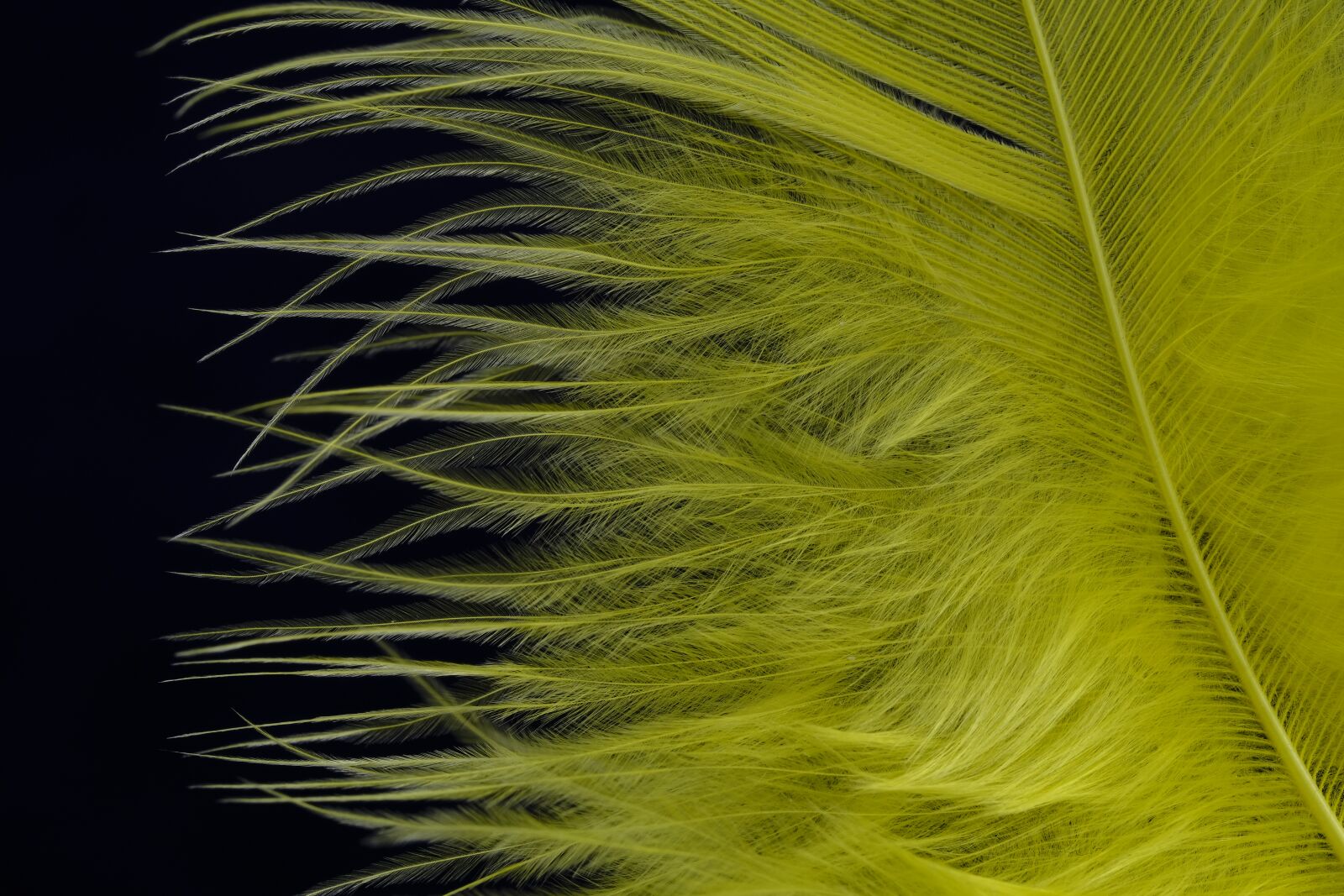 Fujifilm X-T2 + Fujifilm XF 80mm F2.8 R LM OIS WR Macro sample photo. Feather, fluff, bird feather photography