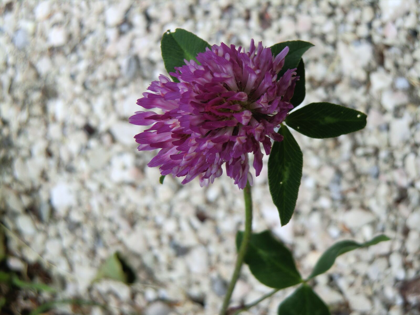 CASIO EX-H15 sample photo. Flower, frauenmantel, green photography