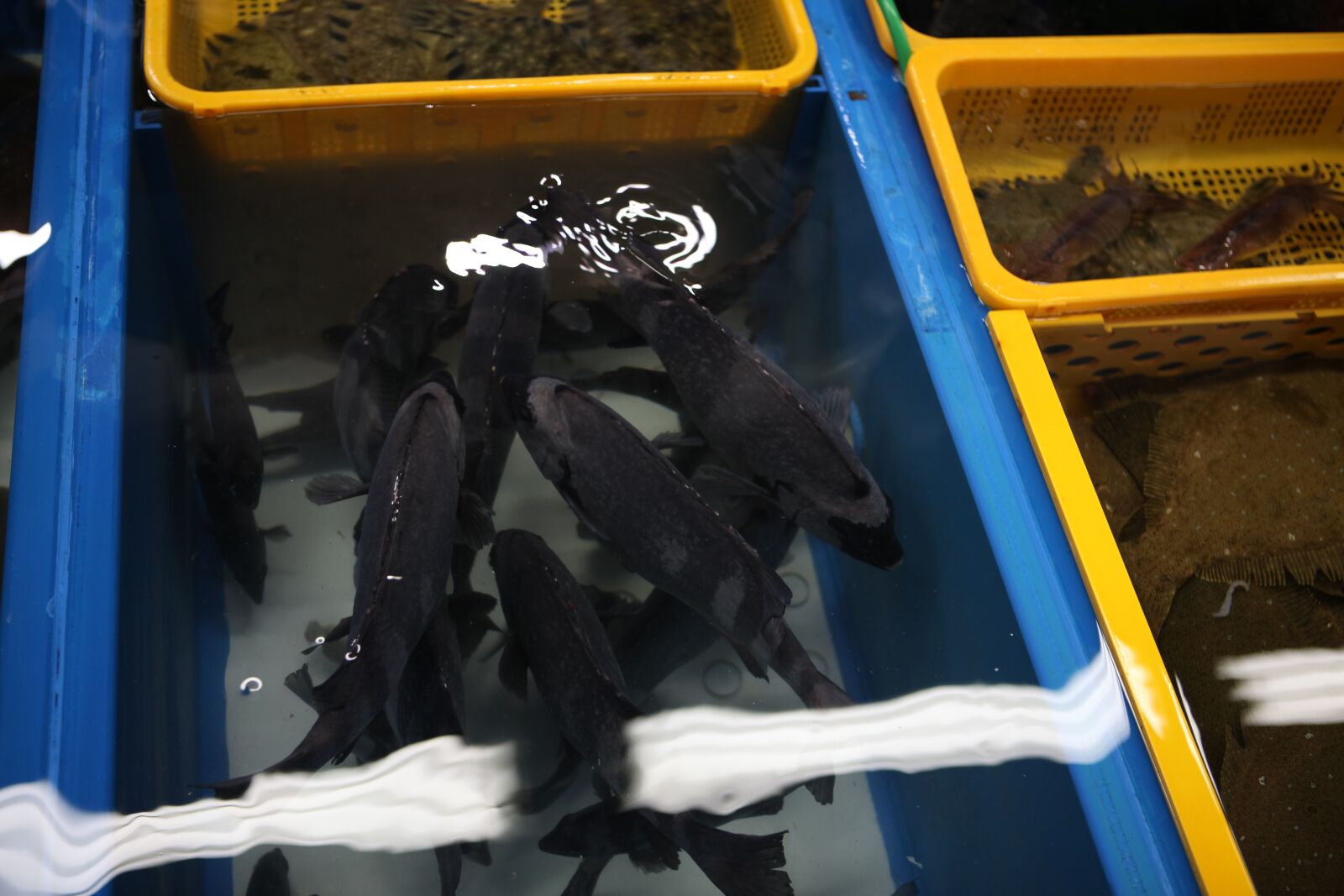 Canon EOS 5D Mark II sample photo. Fish, korea, light air photography