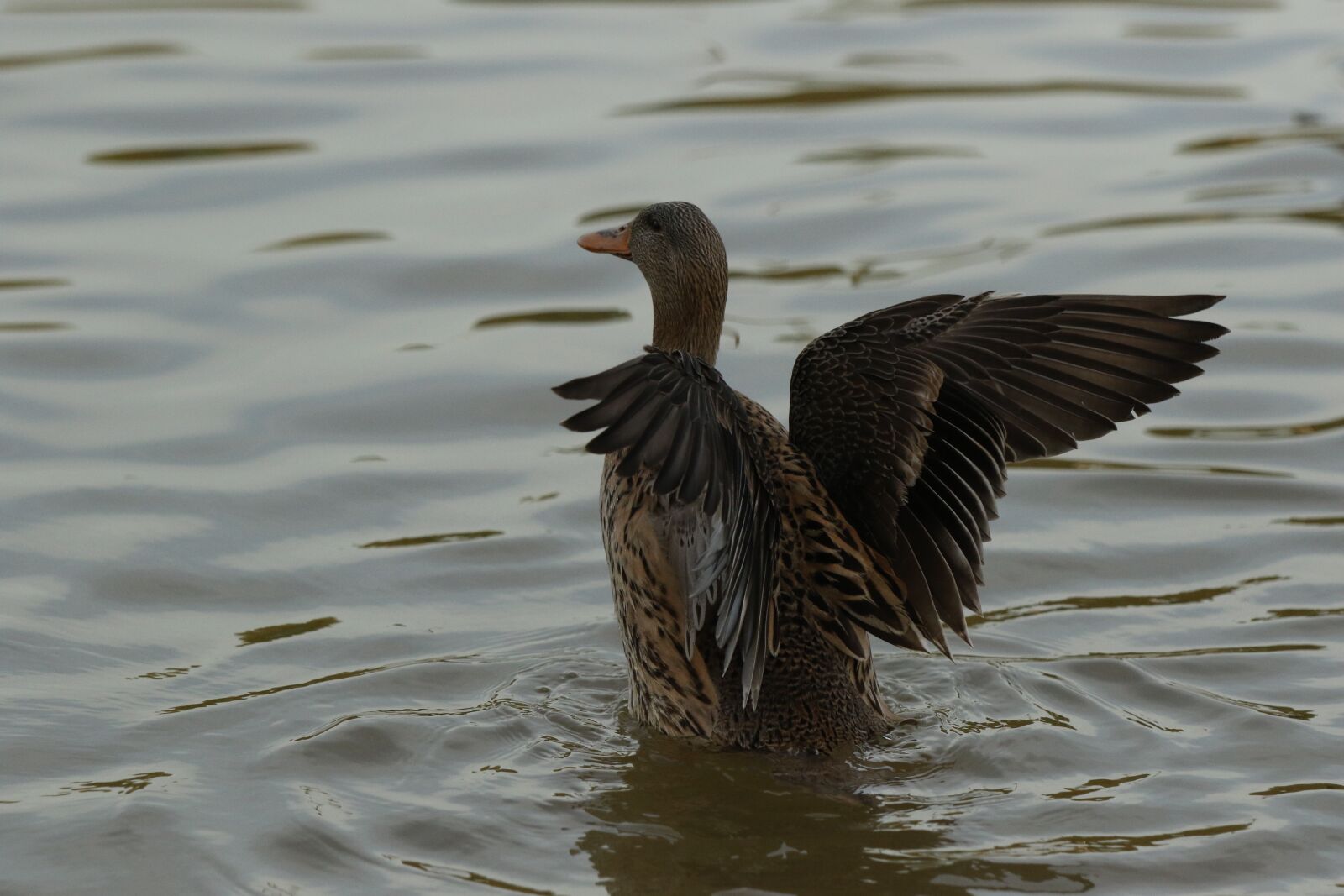 Canon EOS 7D Mark II sample photo. Duck, mallard, female photography