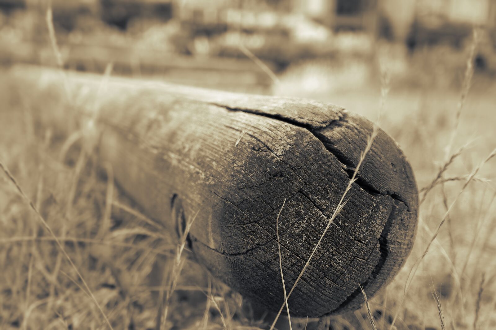 Samsung NX300 sample photo. Blur, close, up, colors photography