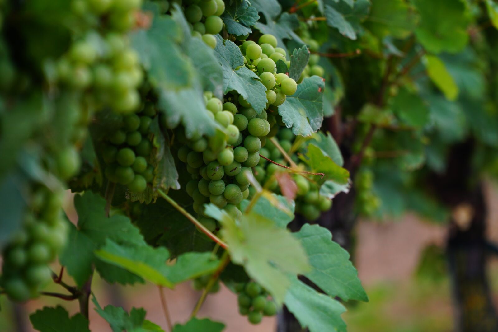 Sony a6500 + Sony E PZ 18-105mm F4 G OSS sample photo. Wine leaf, vines, vine photography