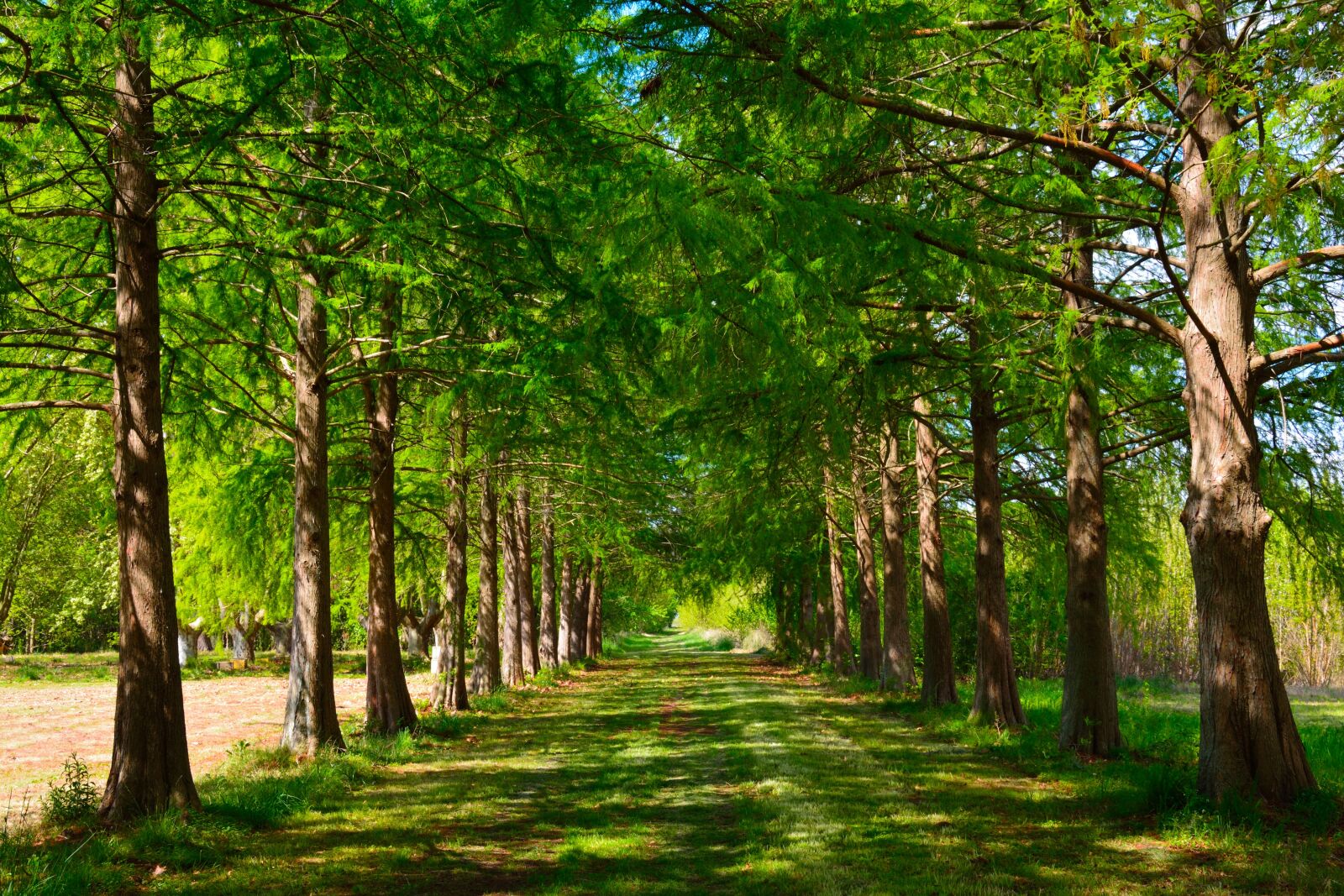 Nikon D7100 sample photo. Landscape, path, cypress photography