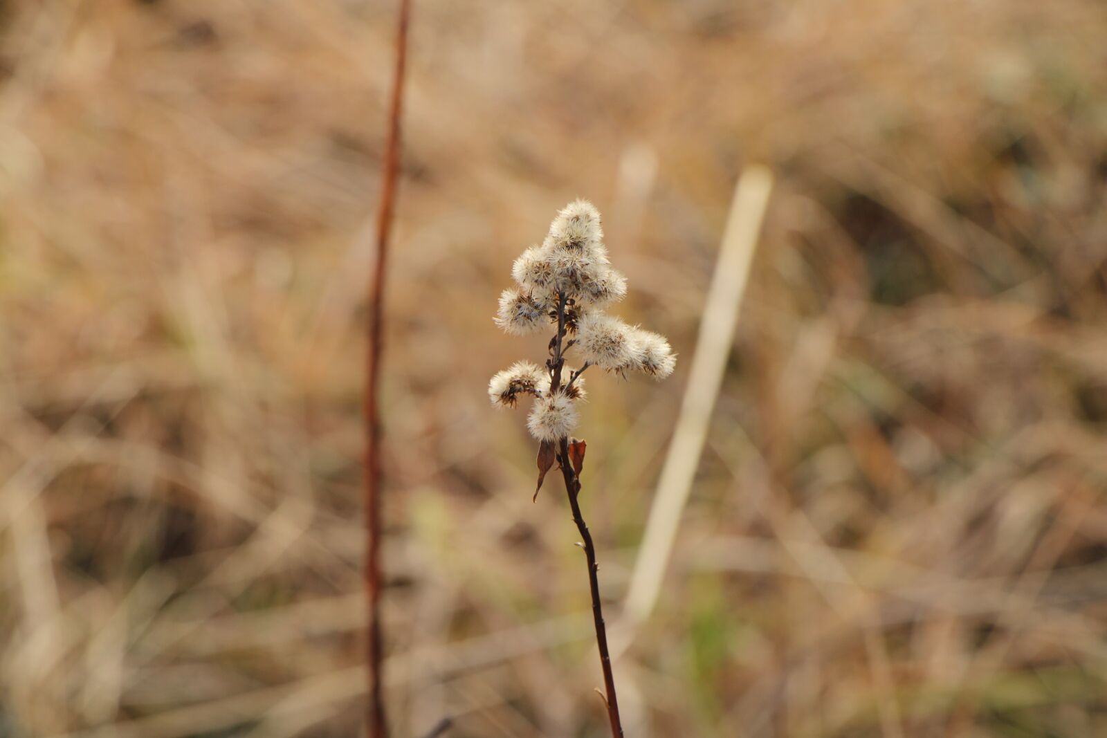 Canon EOS 2000D (EOS Rebel T7 / EOS Kiss X90 / EOS 1500D) sample photo. Grass, meadow, fuzzy background photography