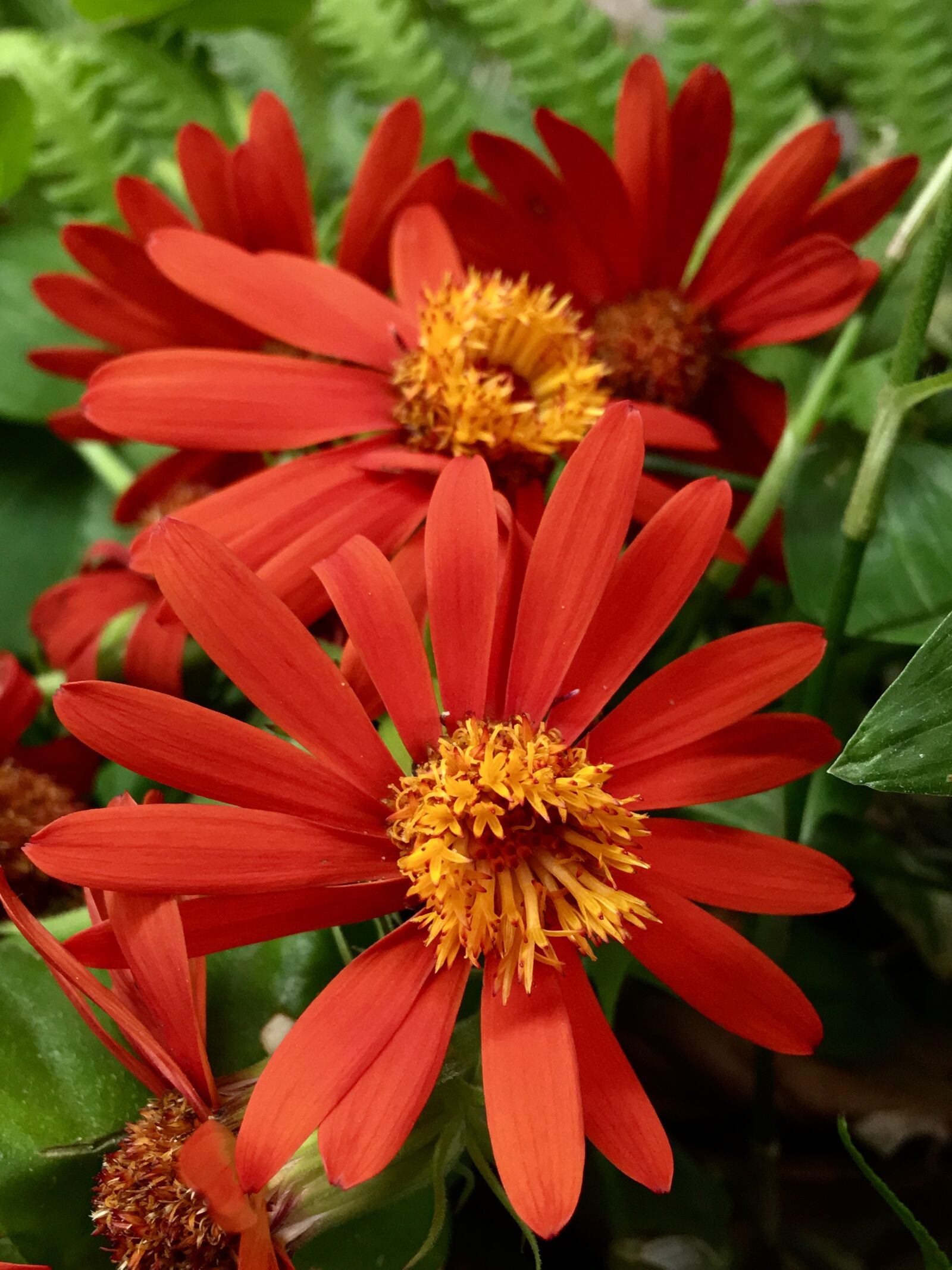 Apple iPhone 6s Plus sample photo. Flowers oranges, petals orange photography