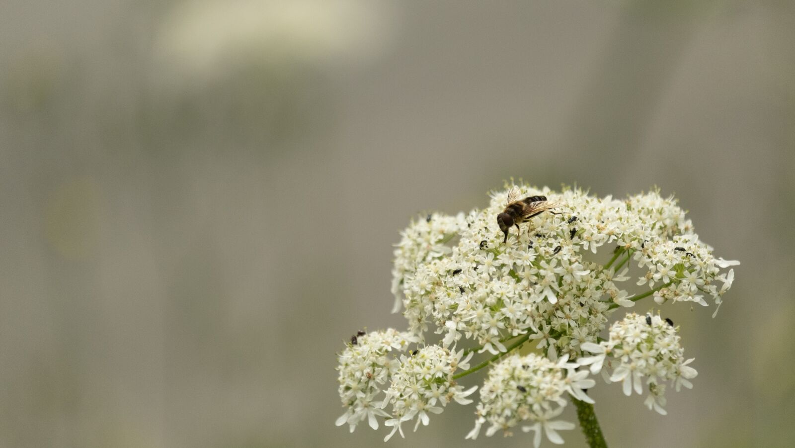 Fujifilm XF 55-200mm F3.5-4.8 R LM OIS sample photo. Wild carrot, flower, white photography