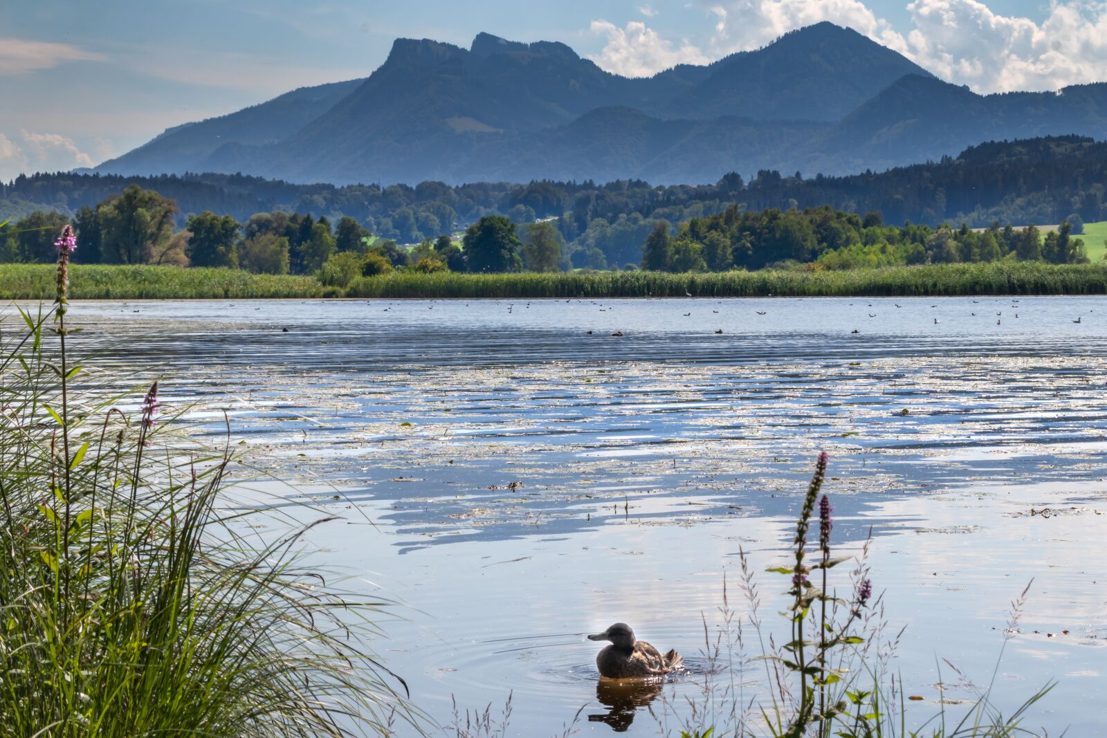 Canon EOS 80D sample photo. Duck, waters, mountains photography