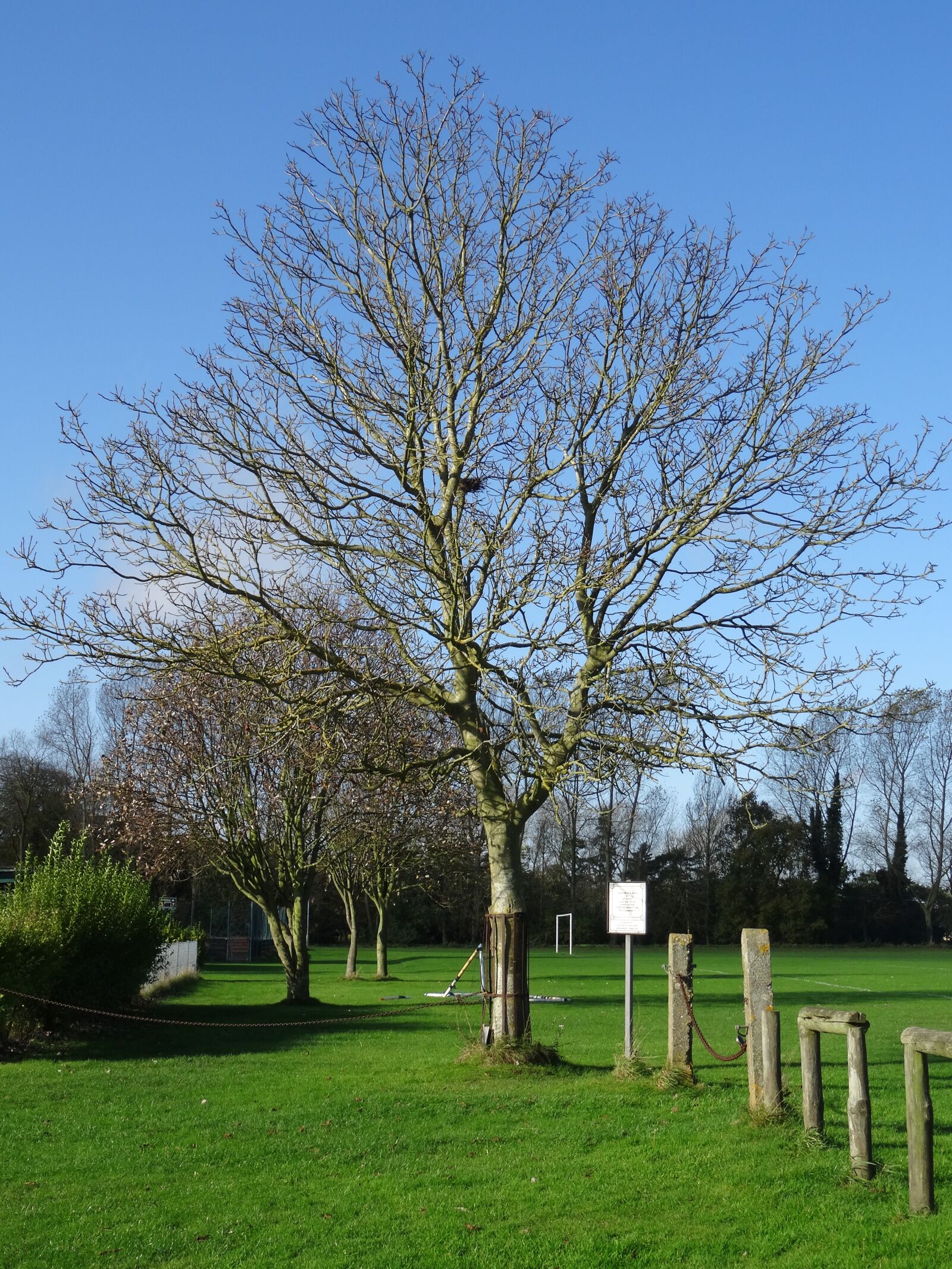 Sony DSC-HX50 sample photo. Playing field, tree, grass photography