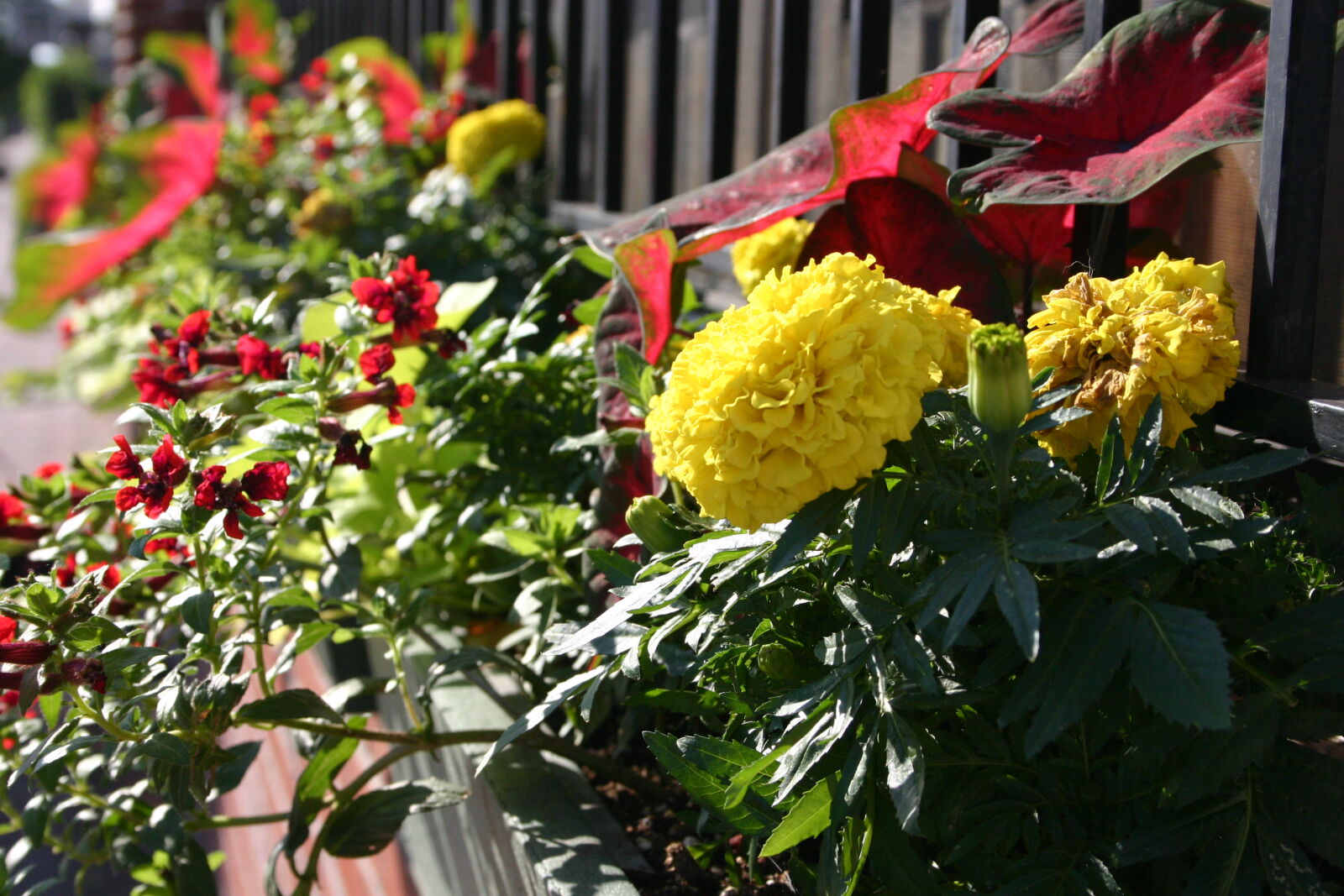 Canon EOS 300D (EOS Digital Rebel / EOS Kiss Digital) sample photo. Flowers, plants photography