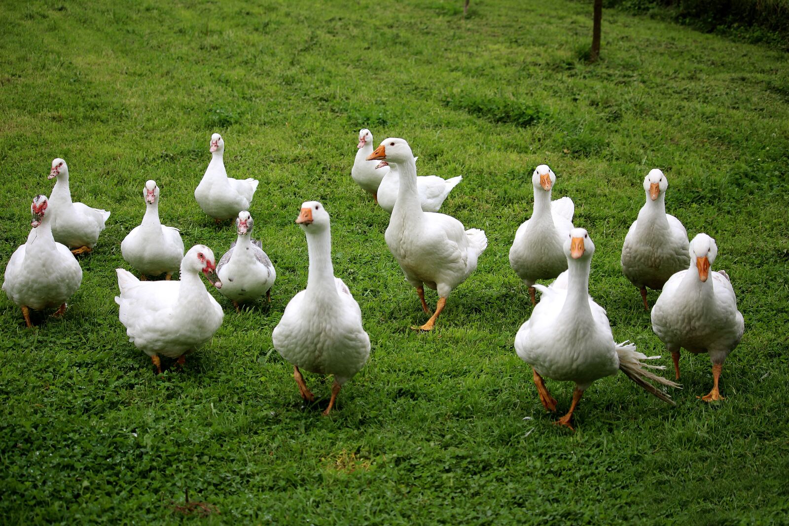 Canon EF-S 55-250mm F4-5.6 IS STM sample photo. Geese, ducks, flock photography
