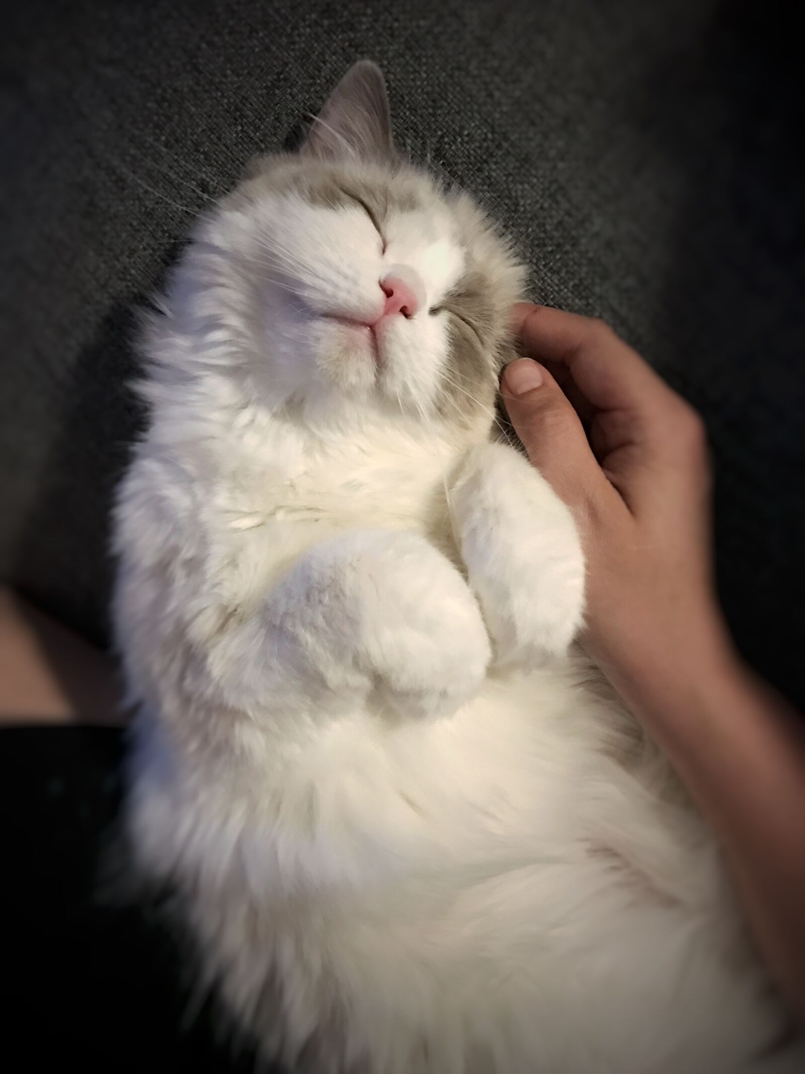Apple iPhone 7 sample photo. Cat, ragdoll, animal photography