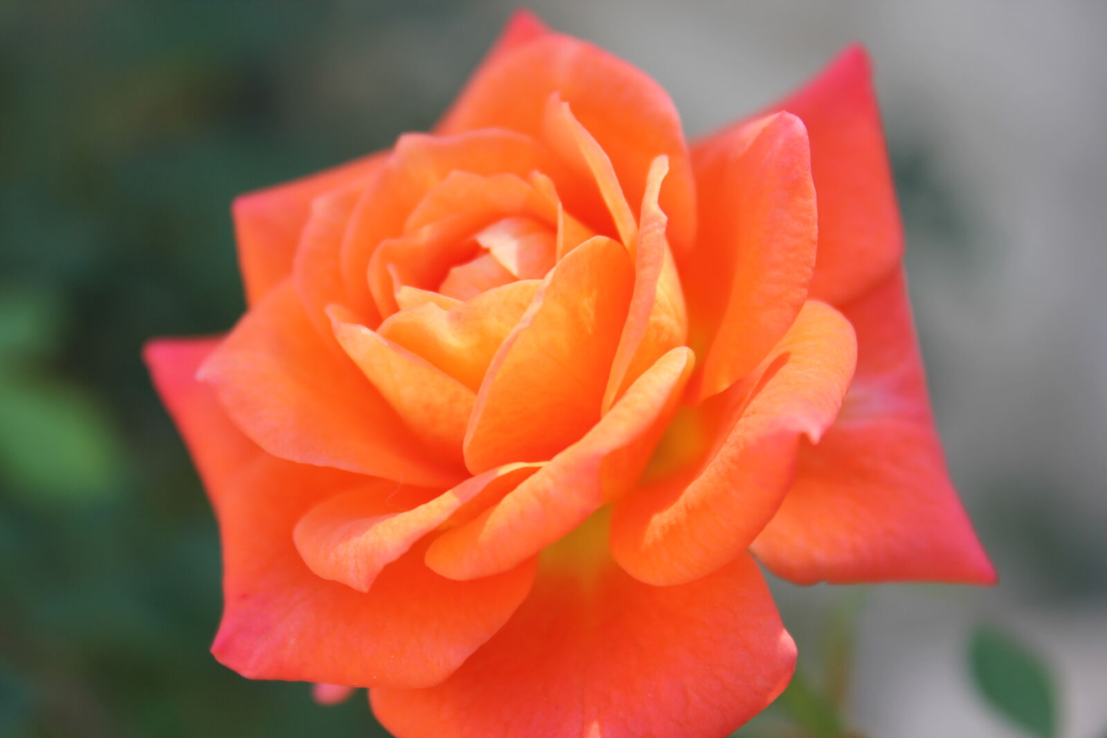 Canon EOS 550D (EOS Rebel T2i / EOS Kiss X4) sample photo. Flower, orange, flower, orange photography