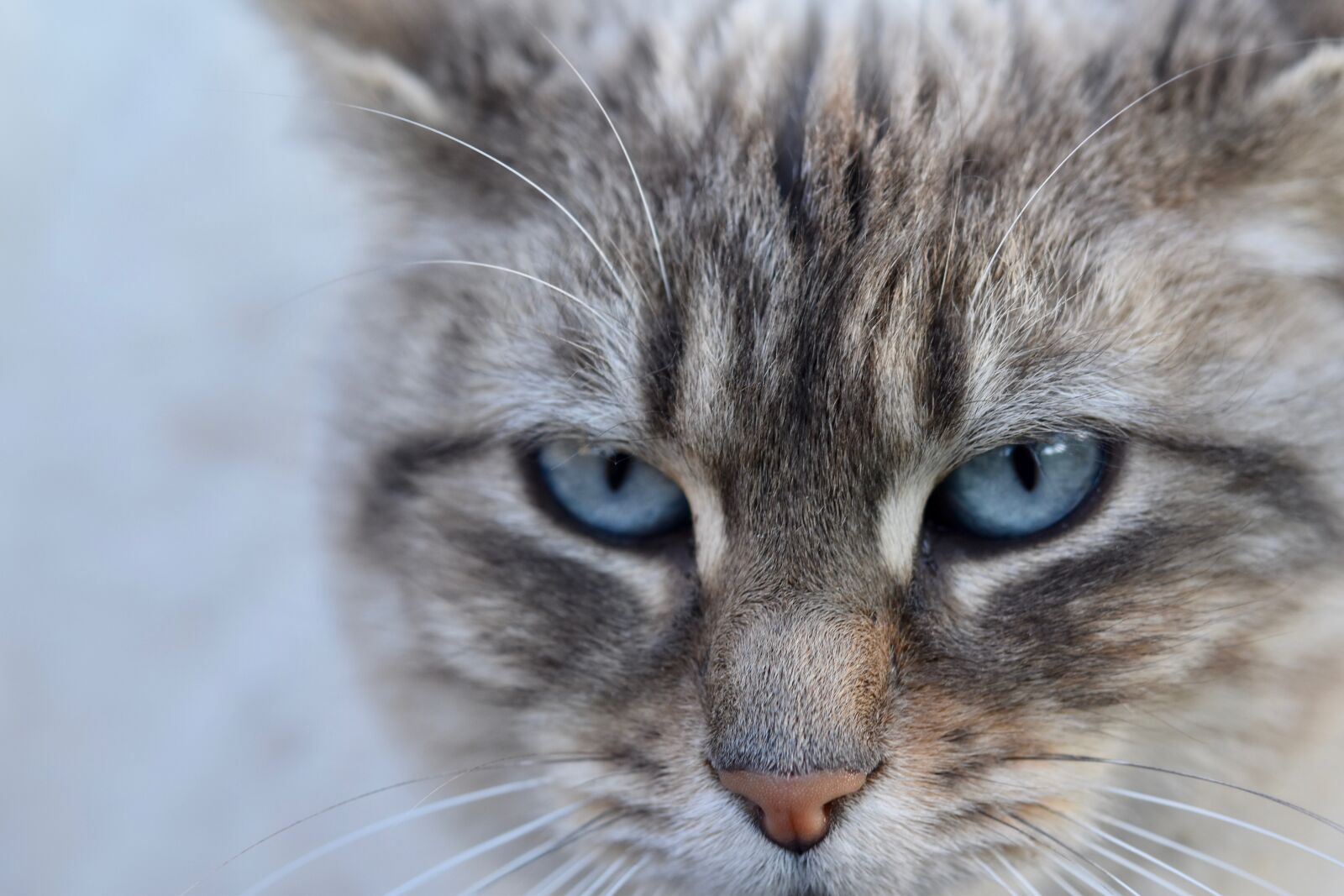 Nikon D5600 sample photo. Cat, eye of cat photography