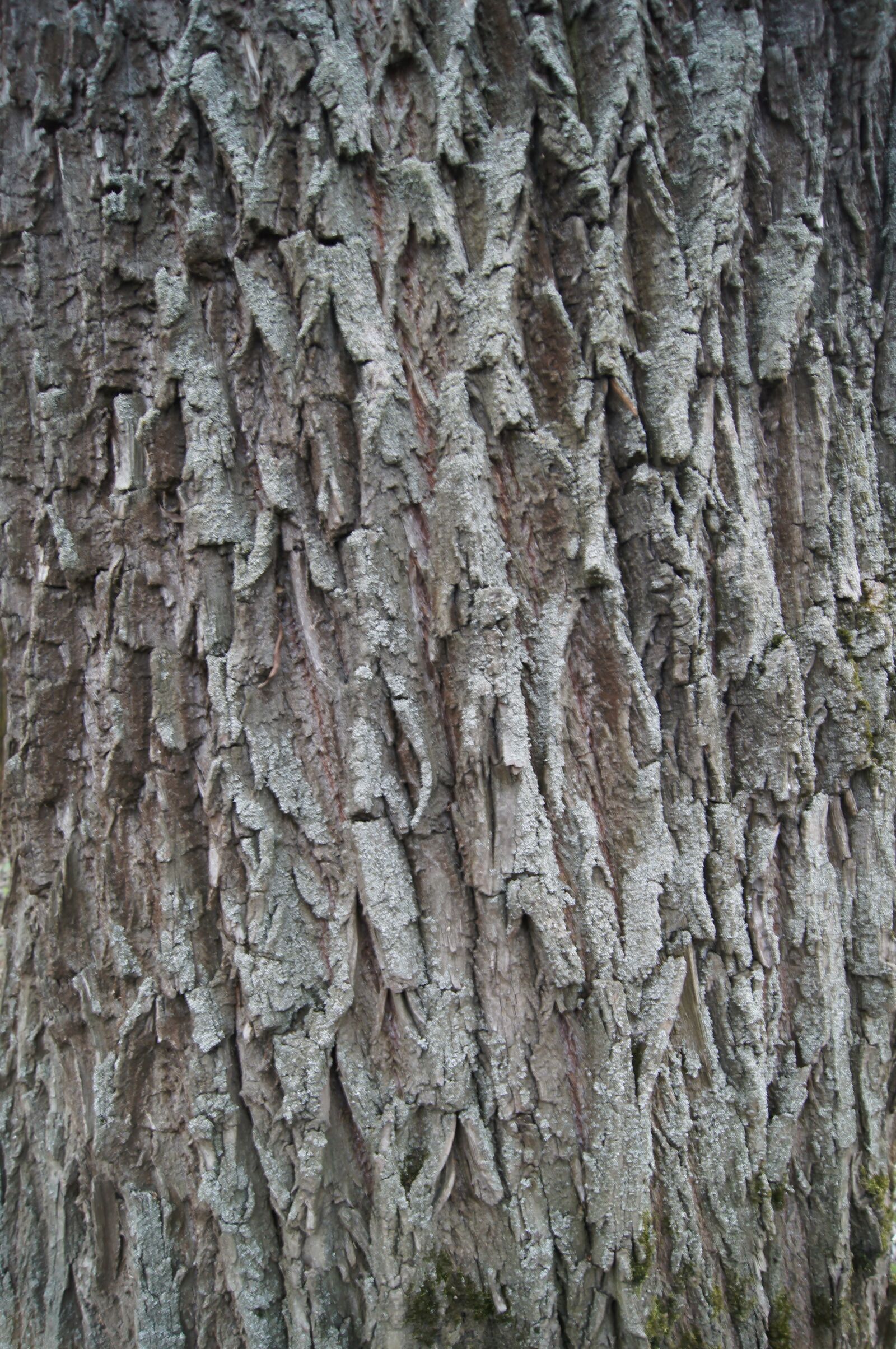 Sony Alpha DSLR-A580 sample photo. Tree bark, tree, texture photography