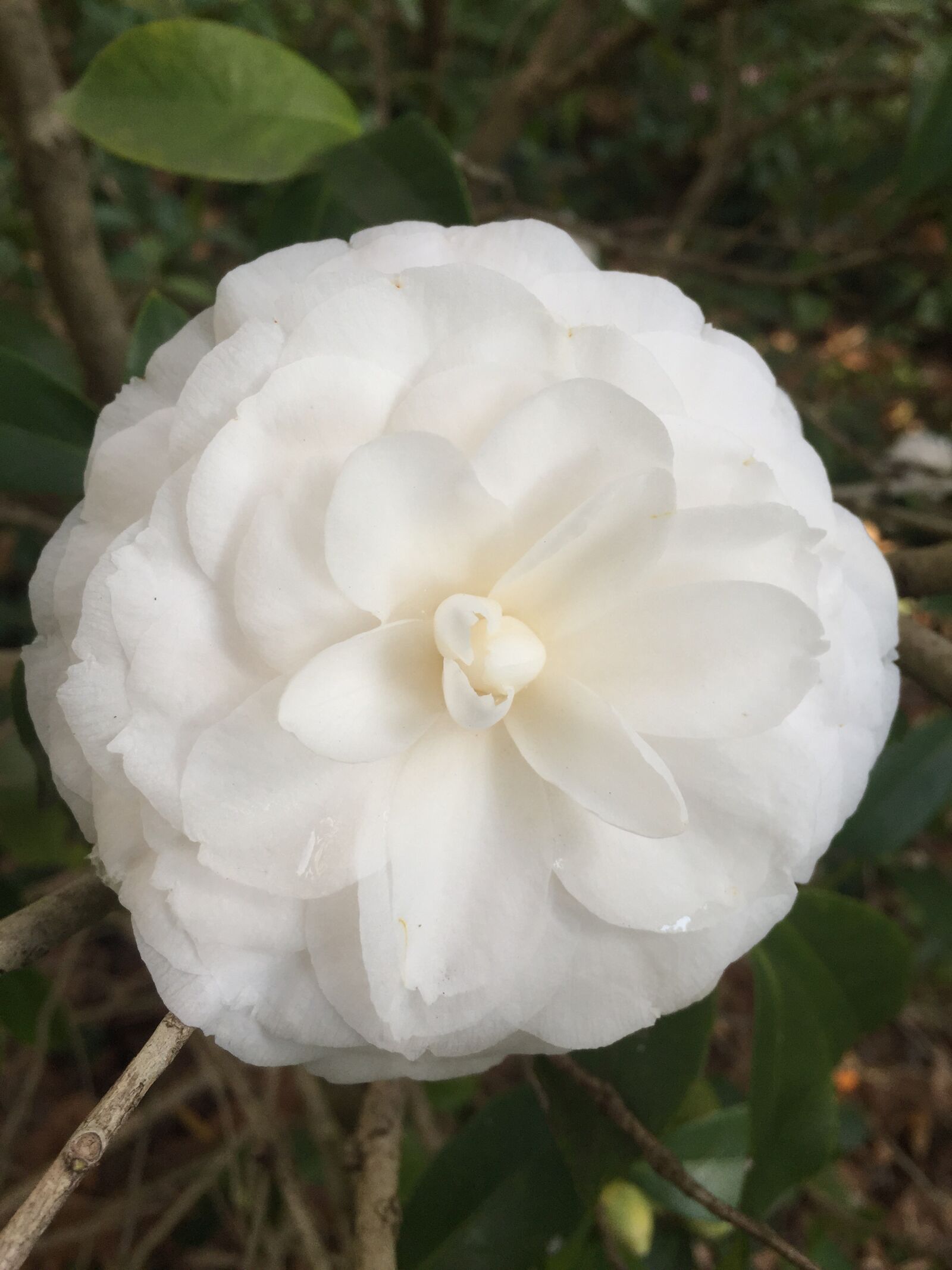 Apple iPhone 6 sample photo. Flower, nature, garden photography
