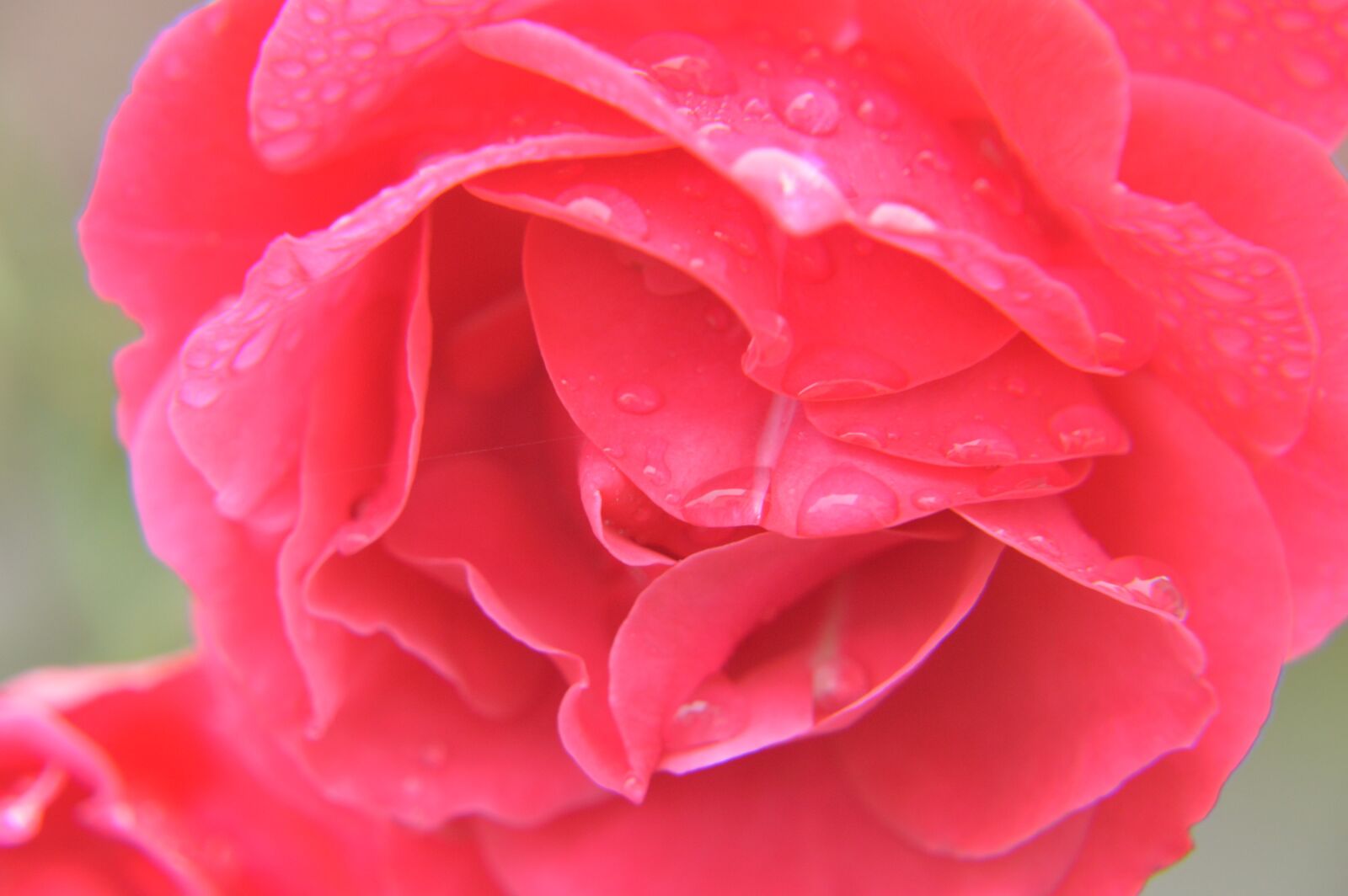Nikon D3200 sample photo. Pink, red, flower photography