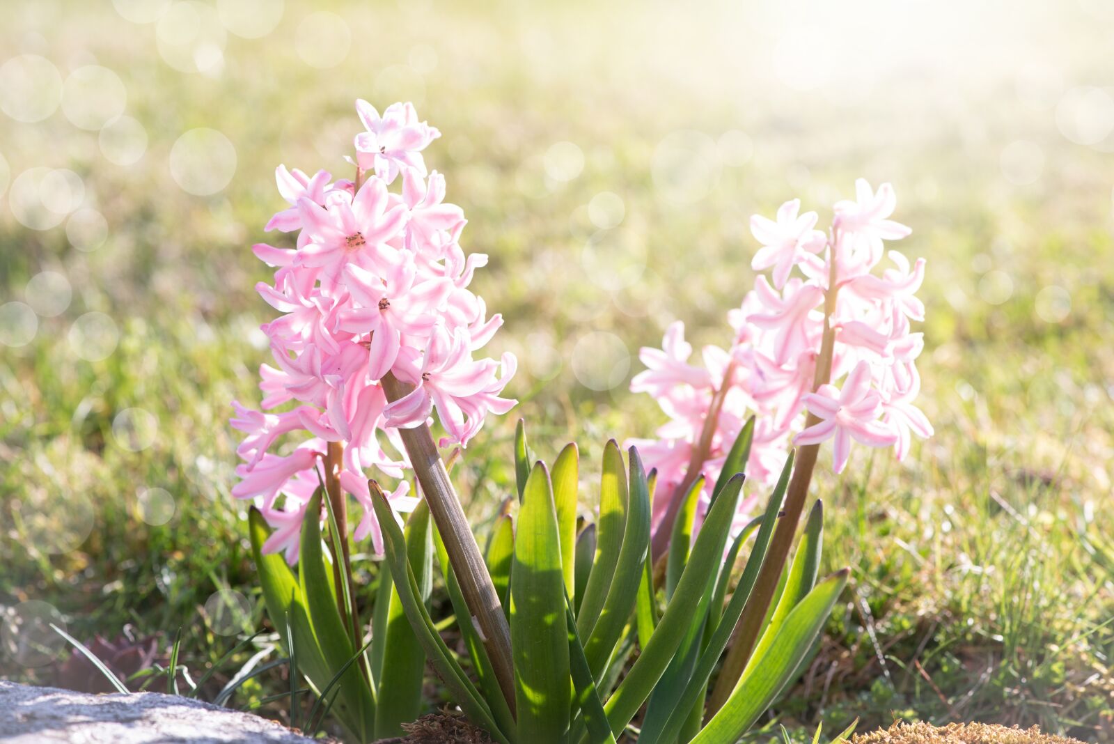 Nikon D750 sample photo. Flower, flowers, plant photography