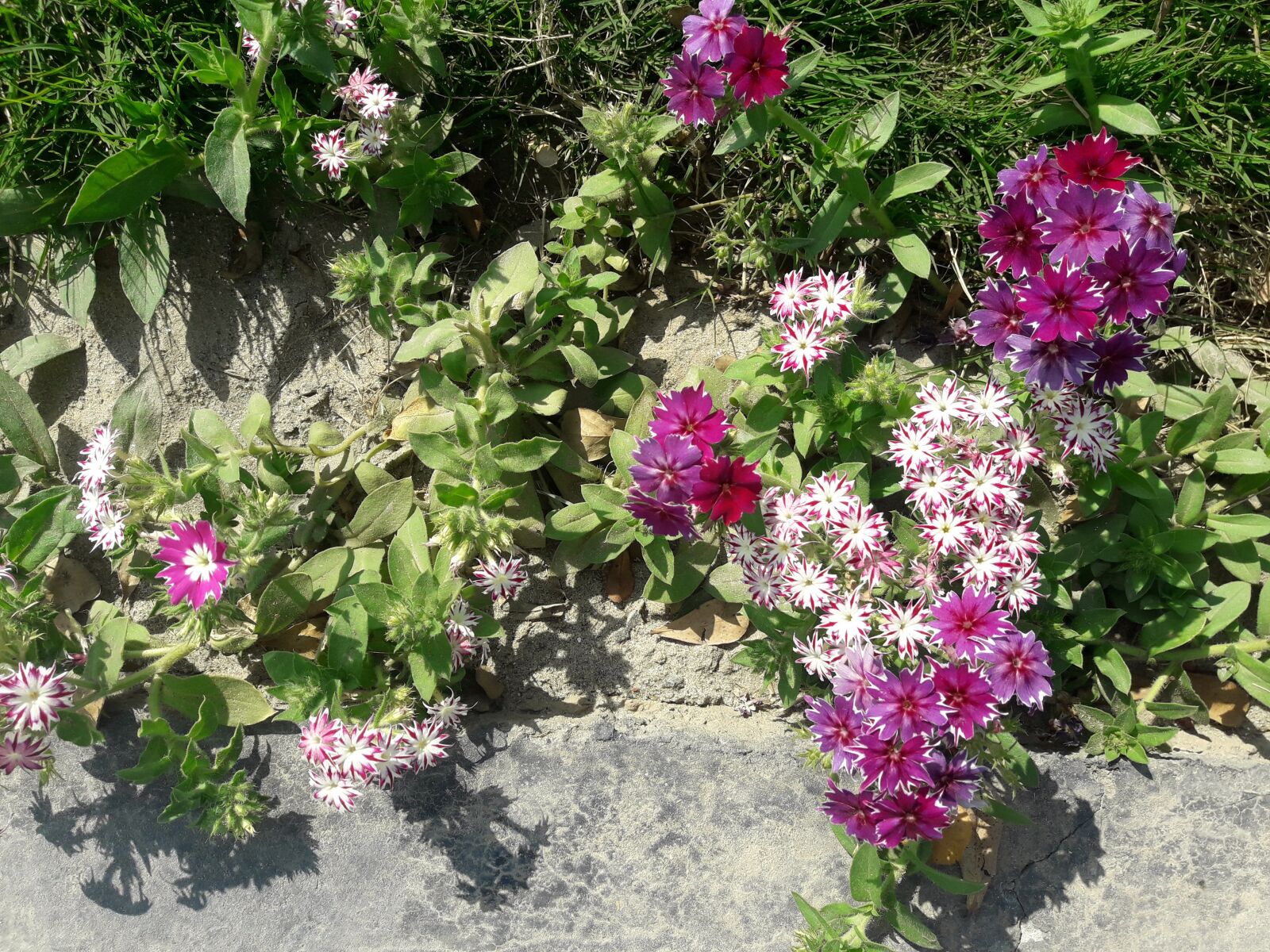Samsung Galaxy J7 Neo sample photo. Flower, nature, spring photography
