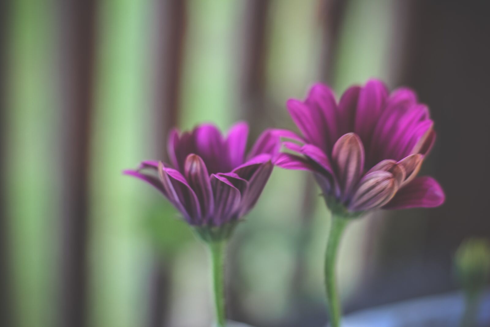 Canon EOS 600D (Rebel EOS T3i / EOS Kiss X5) + Canon EF 50mm F1.8 STM sample photo. Flowers, nature, spring photography