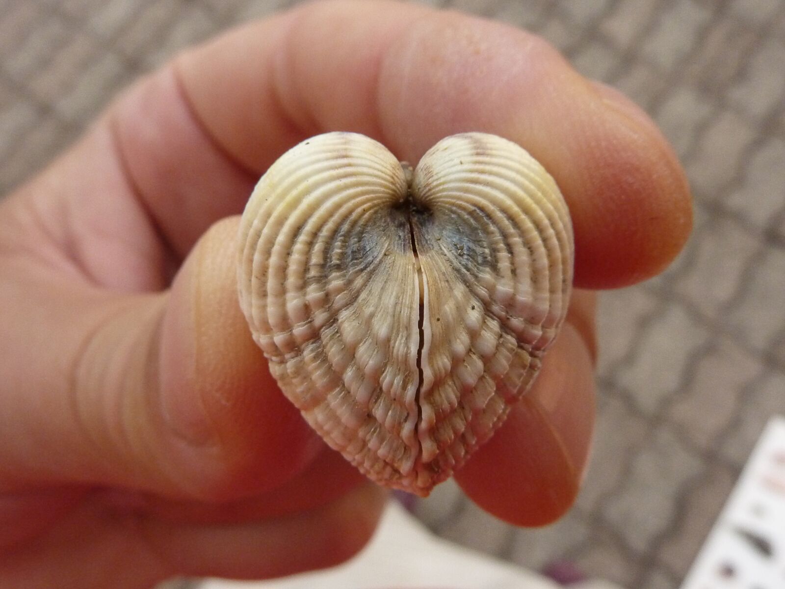 Panasonic DMC-TZ7 sample photo. Shell, summer, bivalve photography