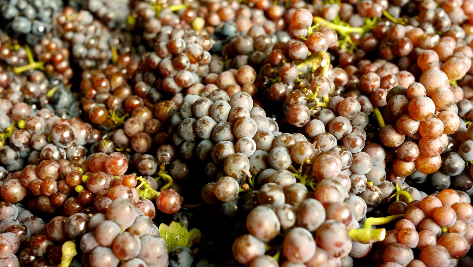 Panasonic Lumix DMC-G6 sample photo. Grapes, wine grapes, pinot photography