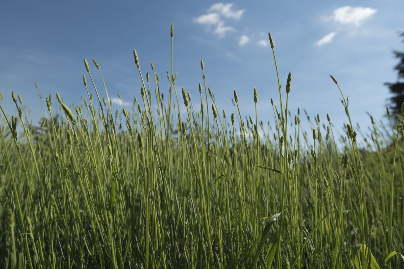 Nikon D750 sample photo. Grass, field, growth photography