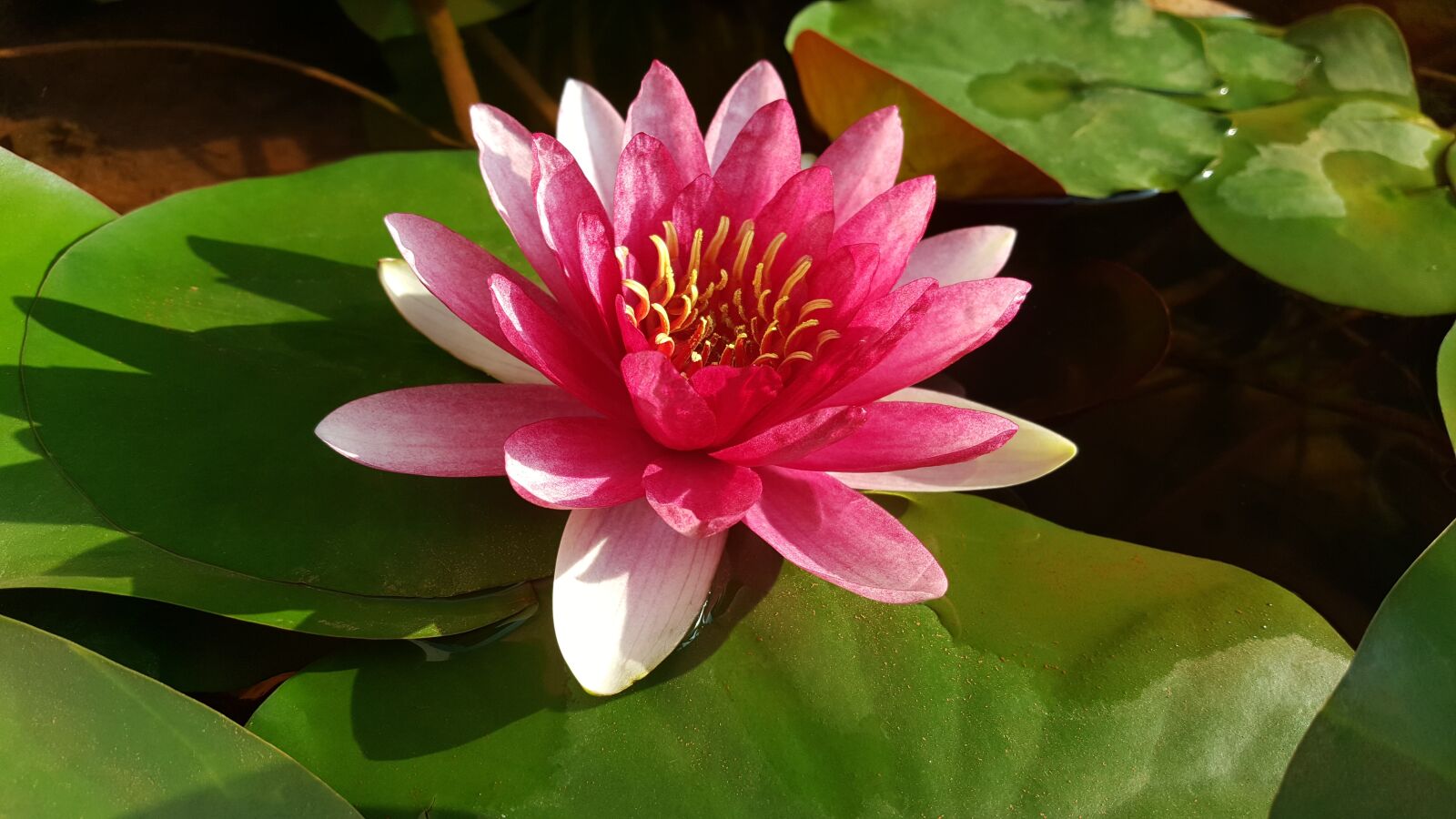Samsung Galaxy Note5 sample photo. Red lotus, nymphaea alba photography