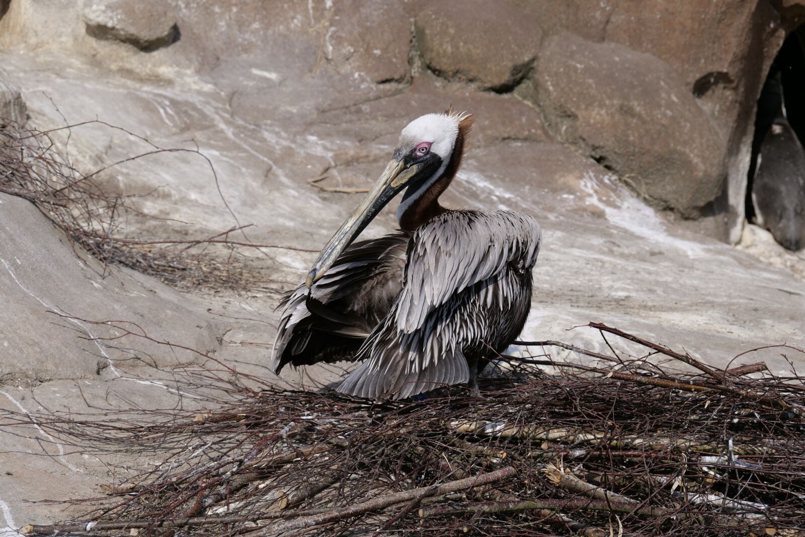 Panasonic Lumix DC-G9 sample photo. Pelican sea pelican, meeresbewohner photography