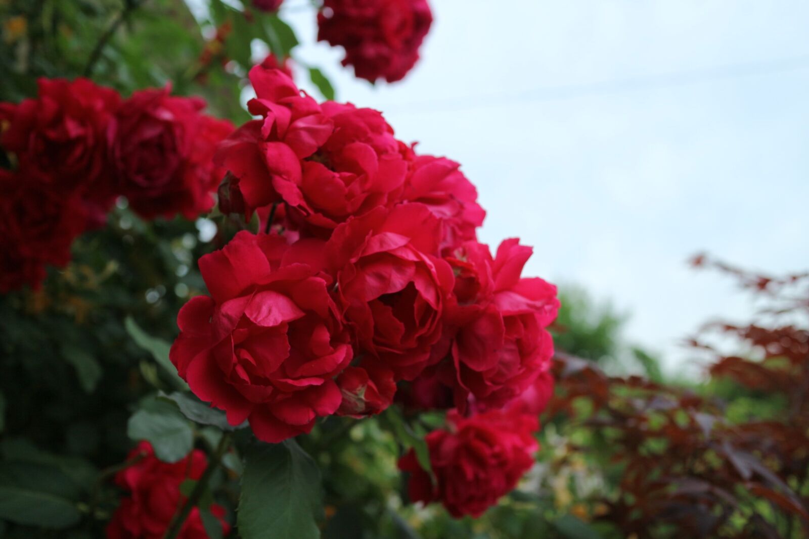 Canon EOS M10 sample photo. Rose, sky, flowers photography