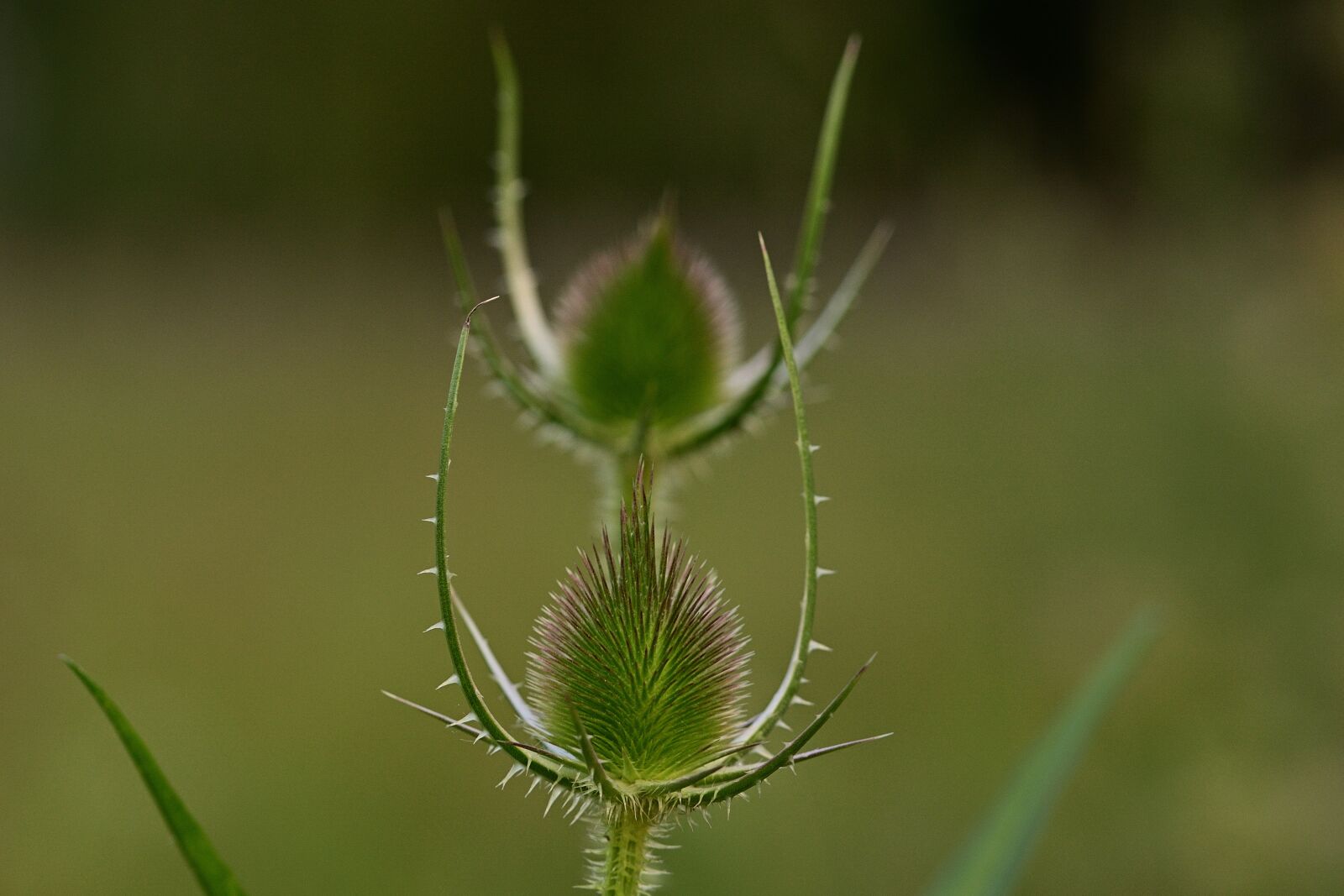 Nikon D5200 sample photo. Thistle, blossom, bloom photography
