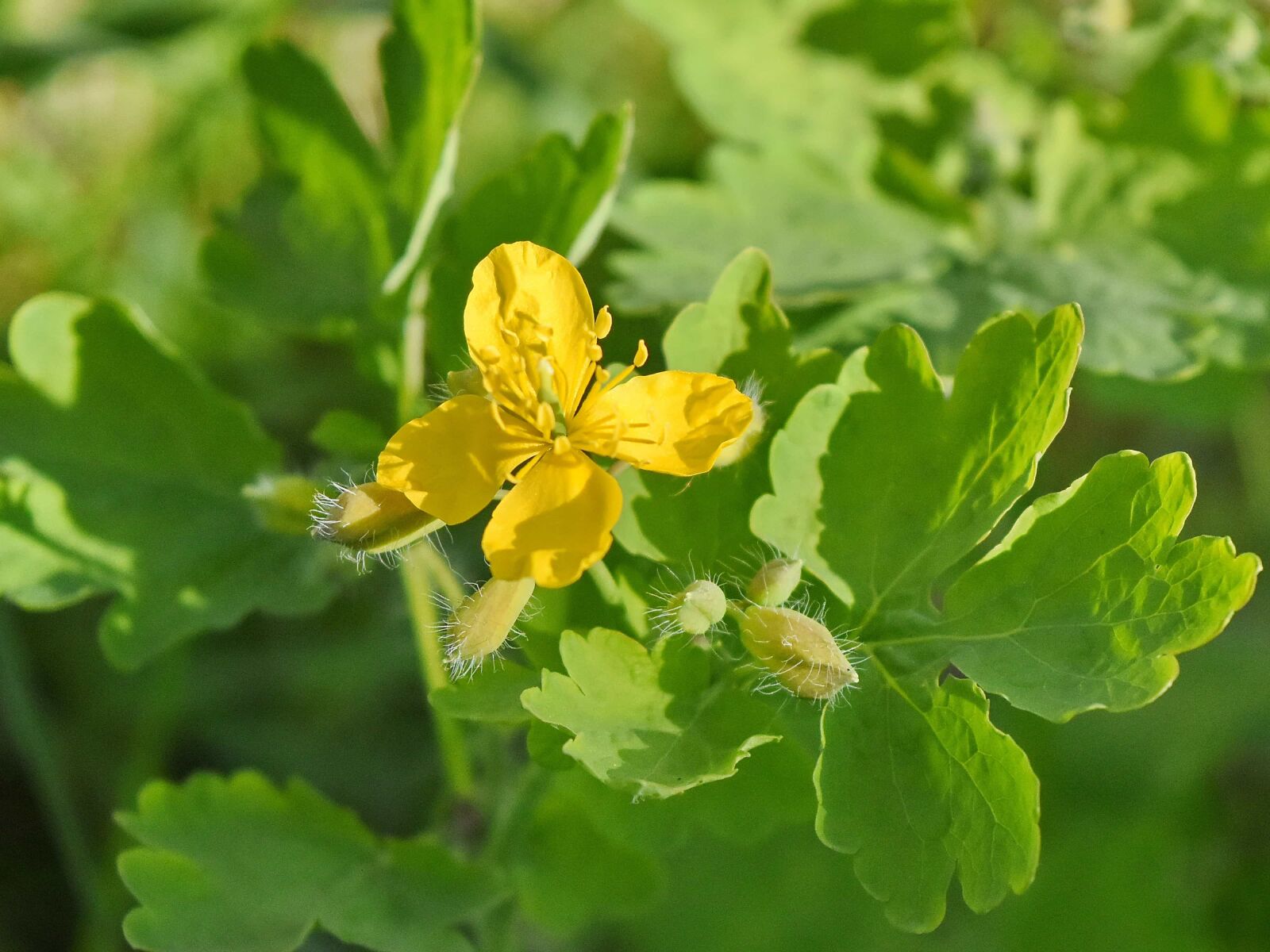 Nikon D5500 sample photo. Detail, yellow, leaves, plant photography