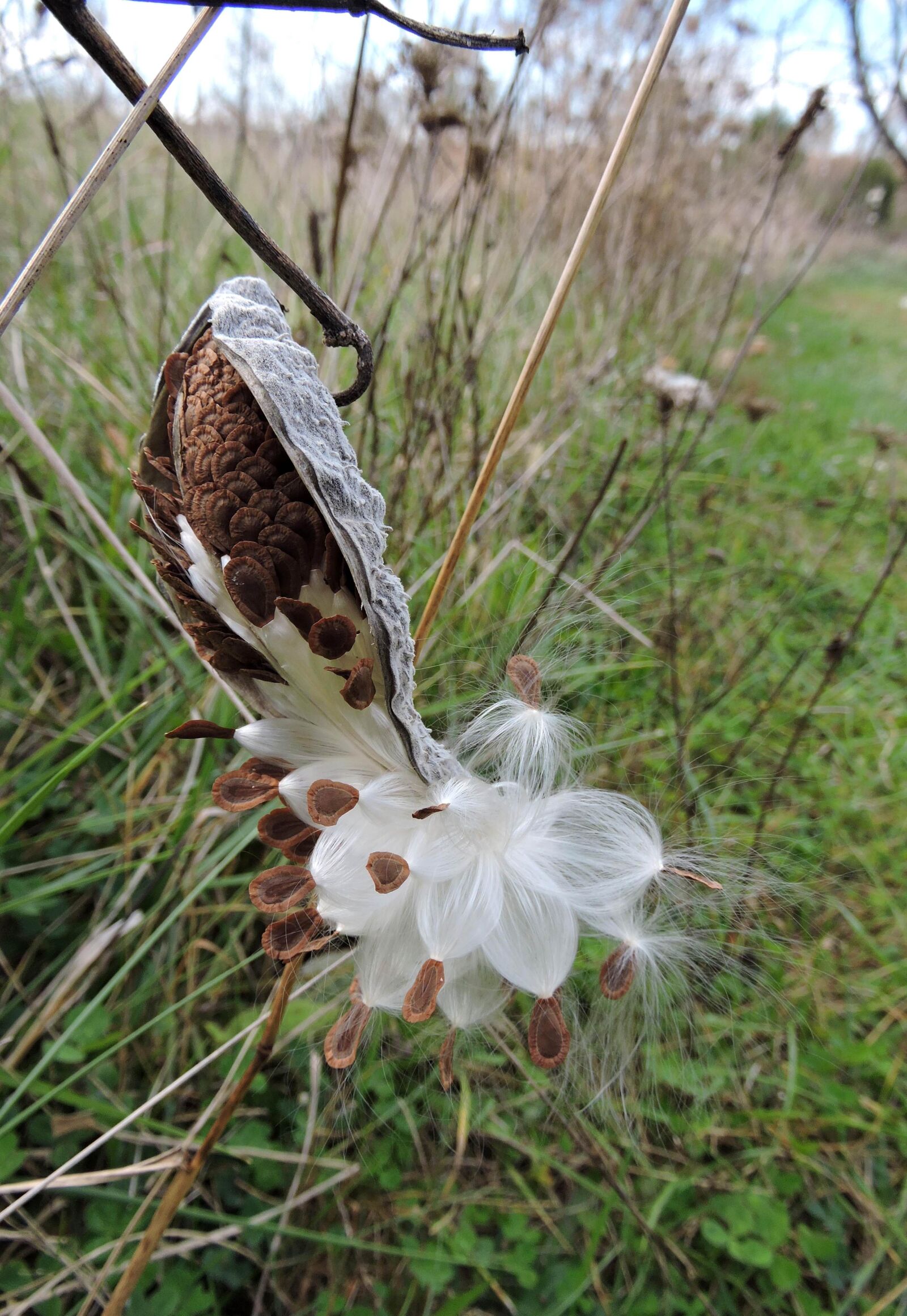 Nikon Coolpix P600 sample photo. Common, milkweed, seed, pod photography