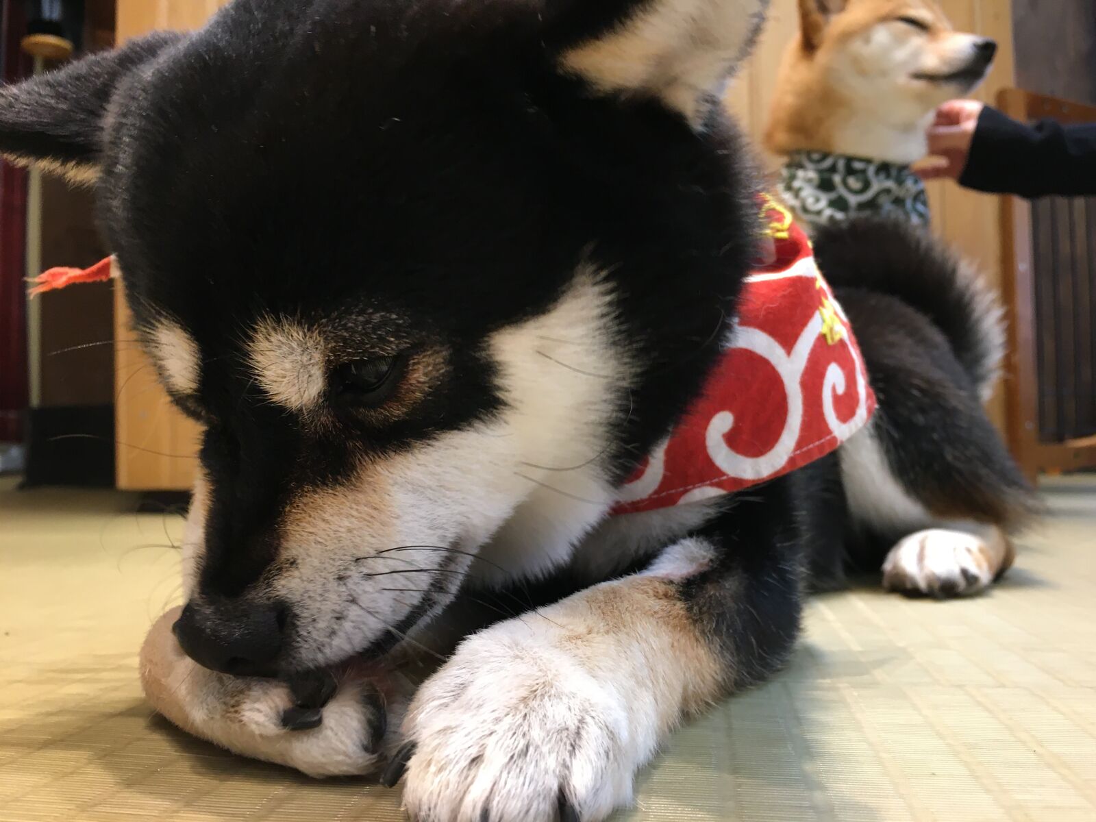 Apple iPhone 6s sample photo. Dog, kawaii, 日本 photography