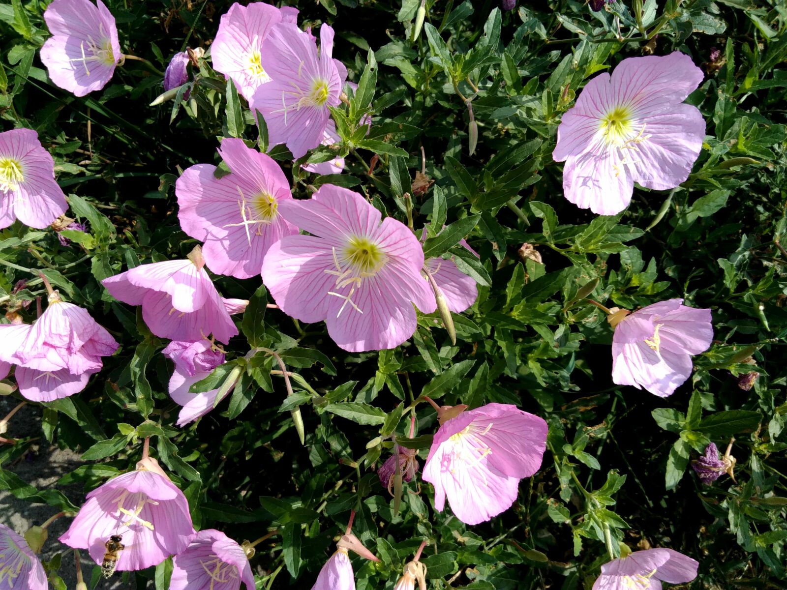 Lenovo S60-A sample photo. Petunia, leaf, nature, flower photography