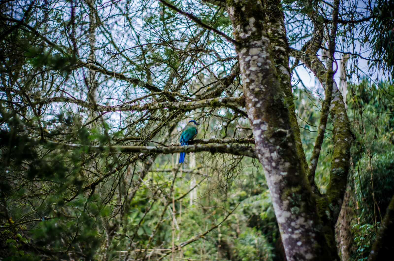 Nikon D5100 sample photo. Barranquero, ave, pajaro photography