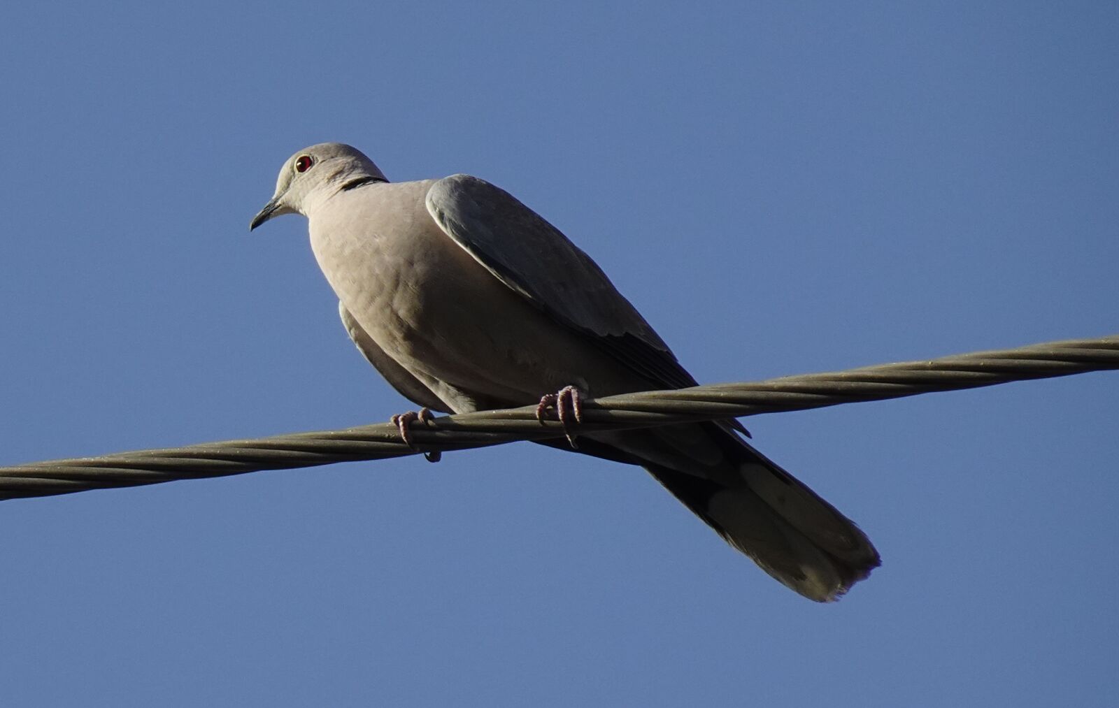 Sony DSC-WX800 sample photo. Bird, dove, eurasian collared photography
