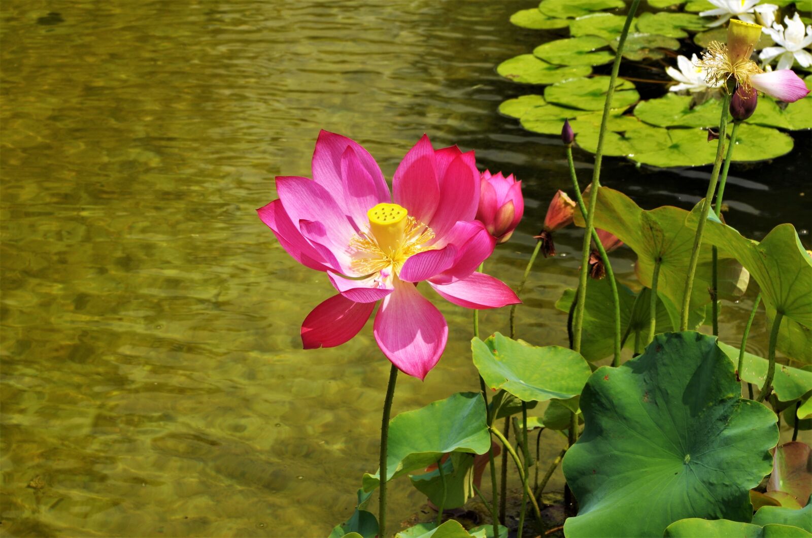 Pentax K-50 sample photo. Flower, water lilies, flower photography